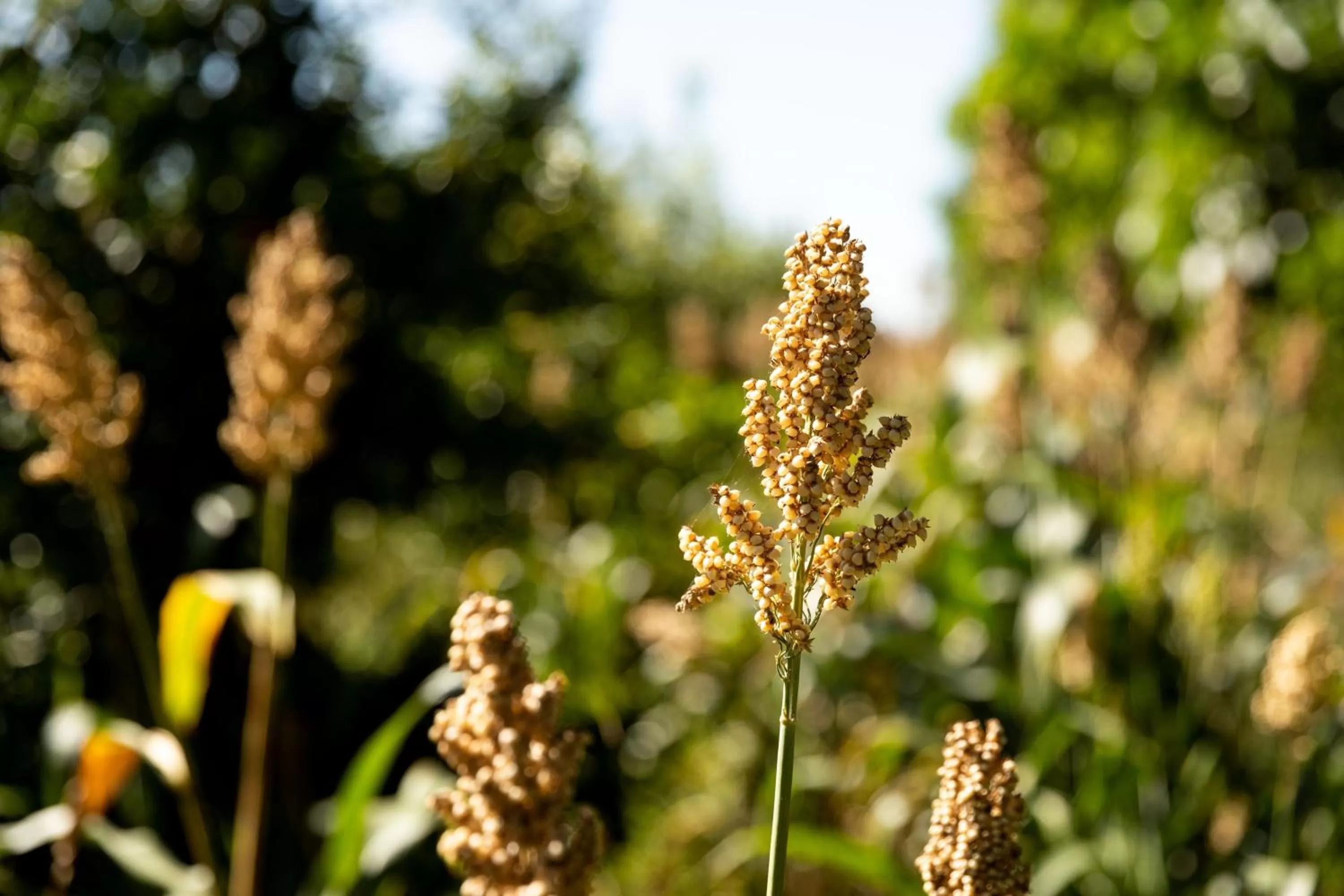 Restaurant/places to eat in Ciêla, Lusaka, a Tribute Portfolio Resort and Spa