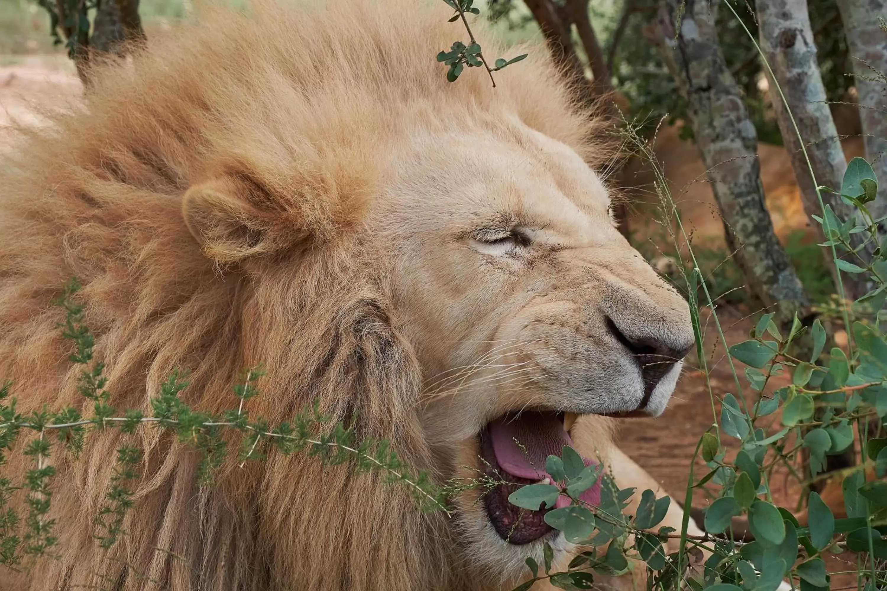 Other, Other Animals in Protea Hotel by Marriott Polokwane Ranch Resort