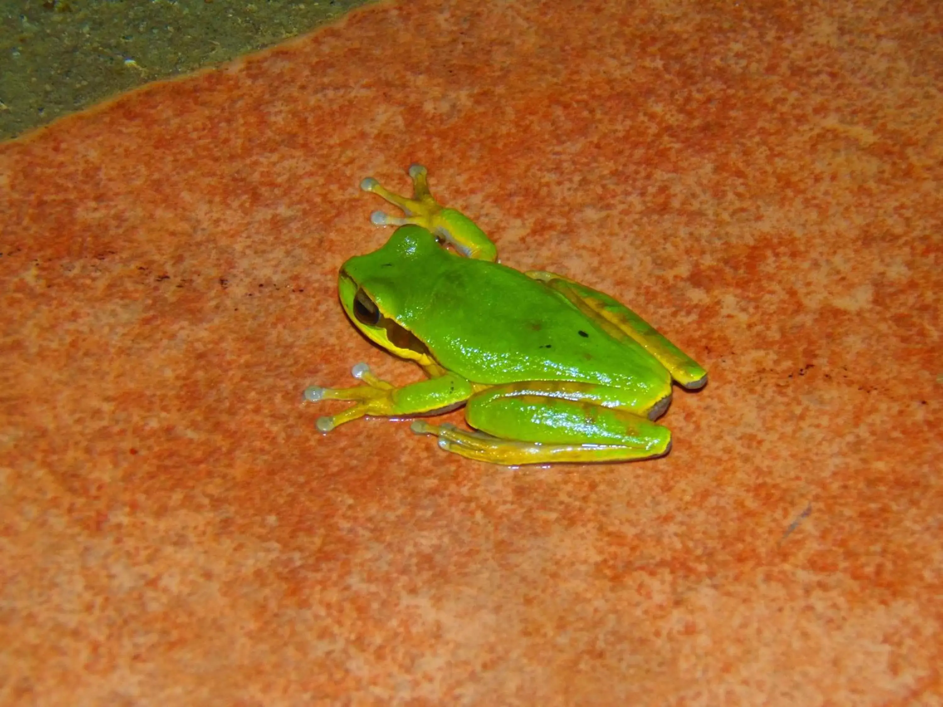 Night, Other Animals in Hotel Heliconias Nature Inn & Hot Springs