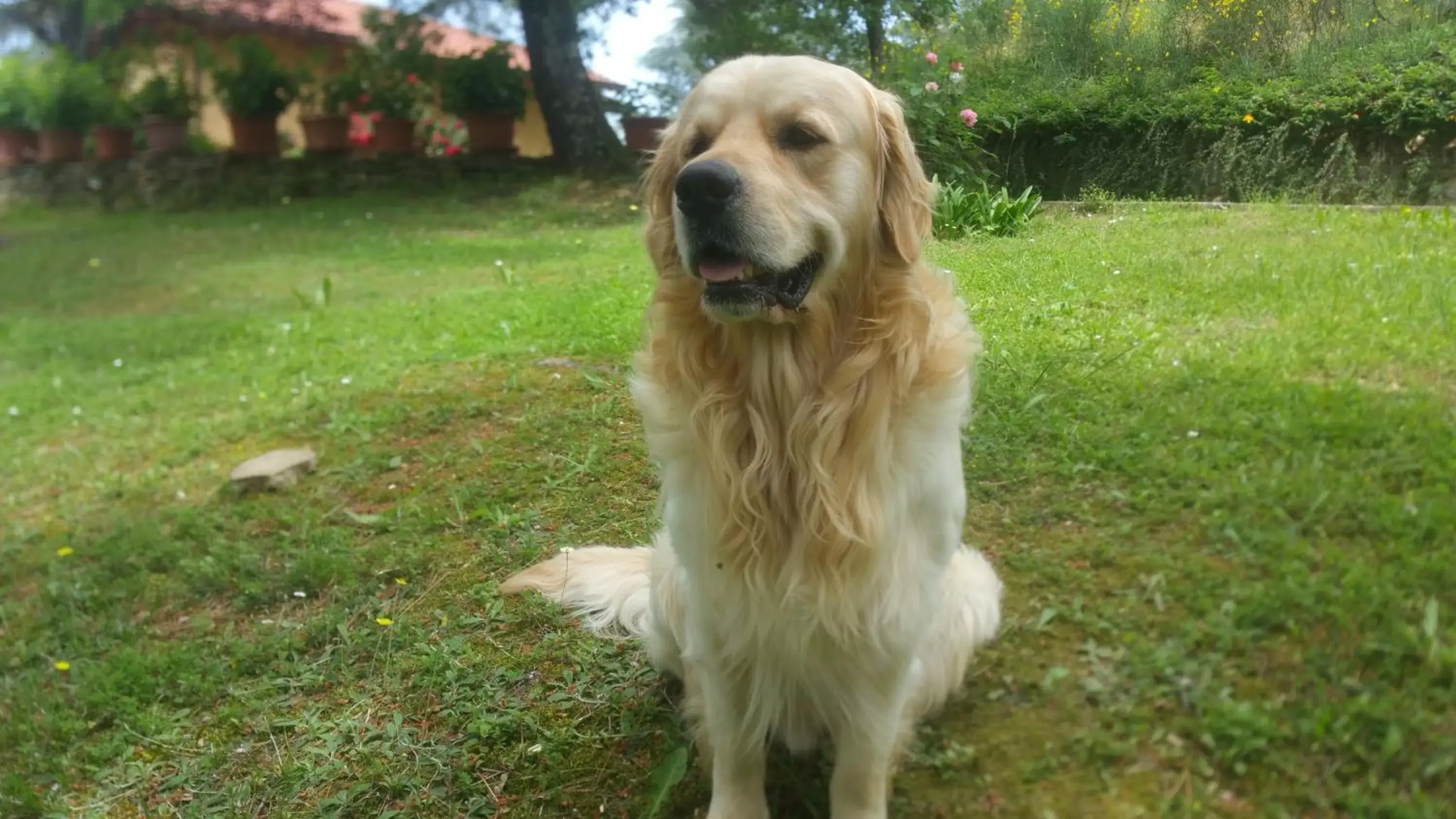 Pets in Villaspino