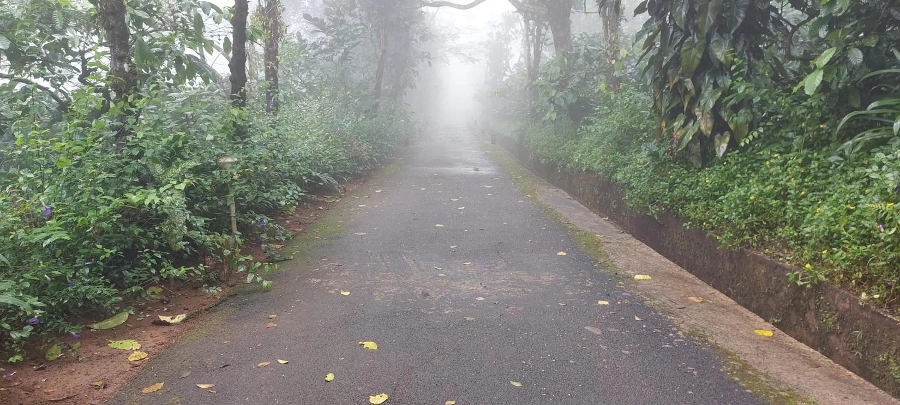 Natural landscape in Magnolia Estates & Resorts