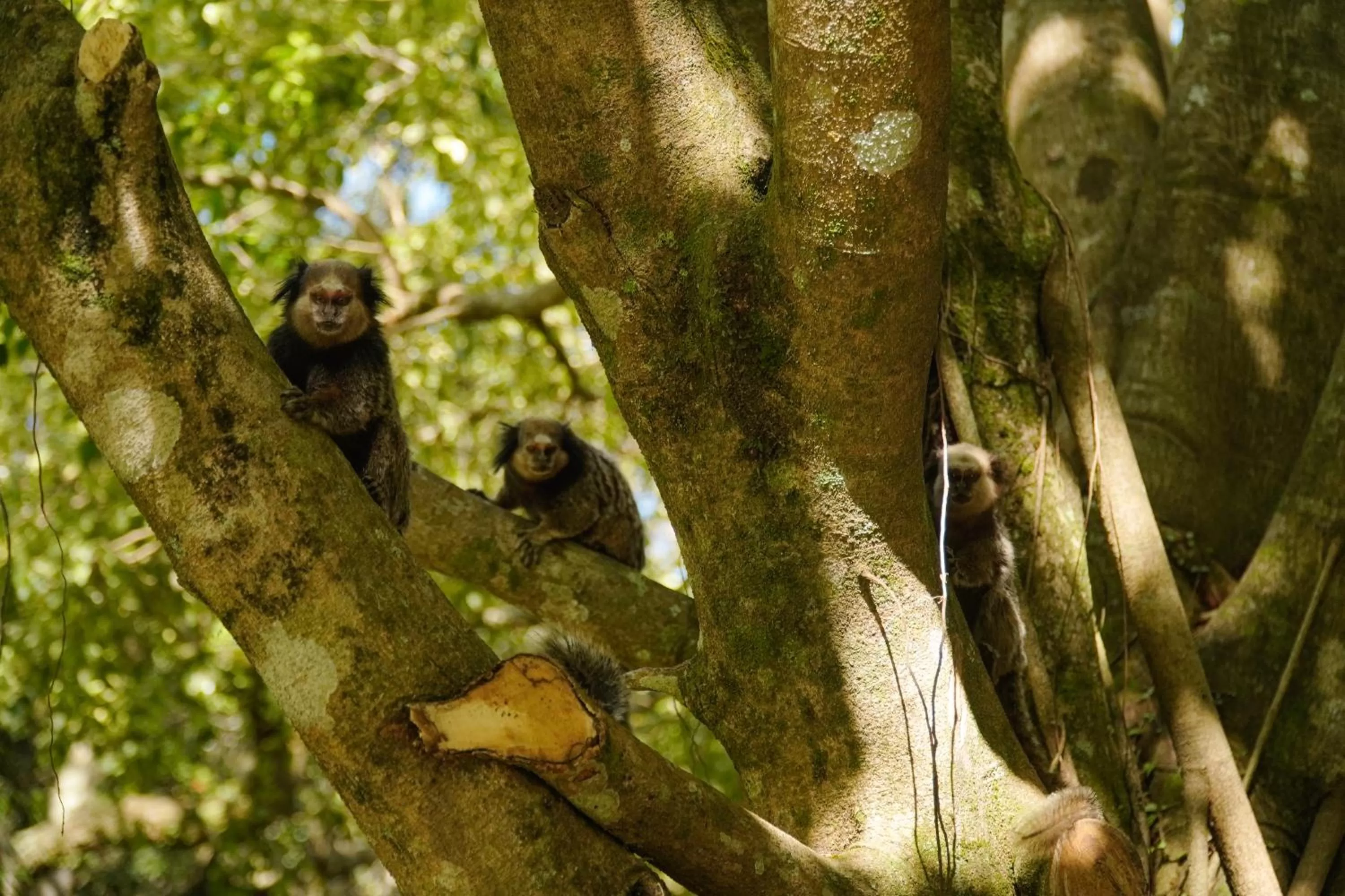 Animals in Pousada Dunasol Floripa