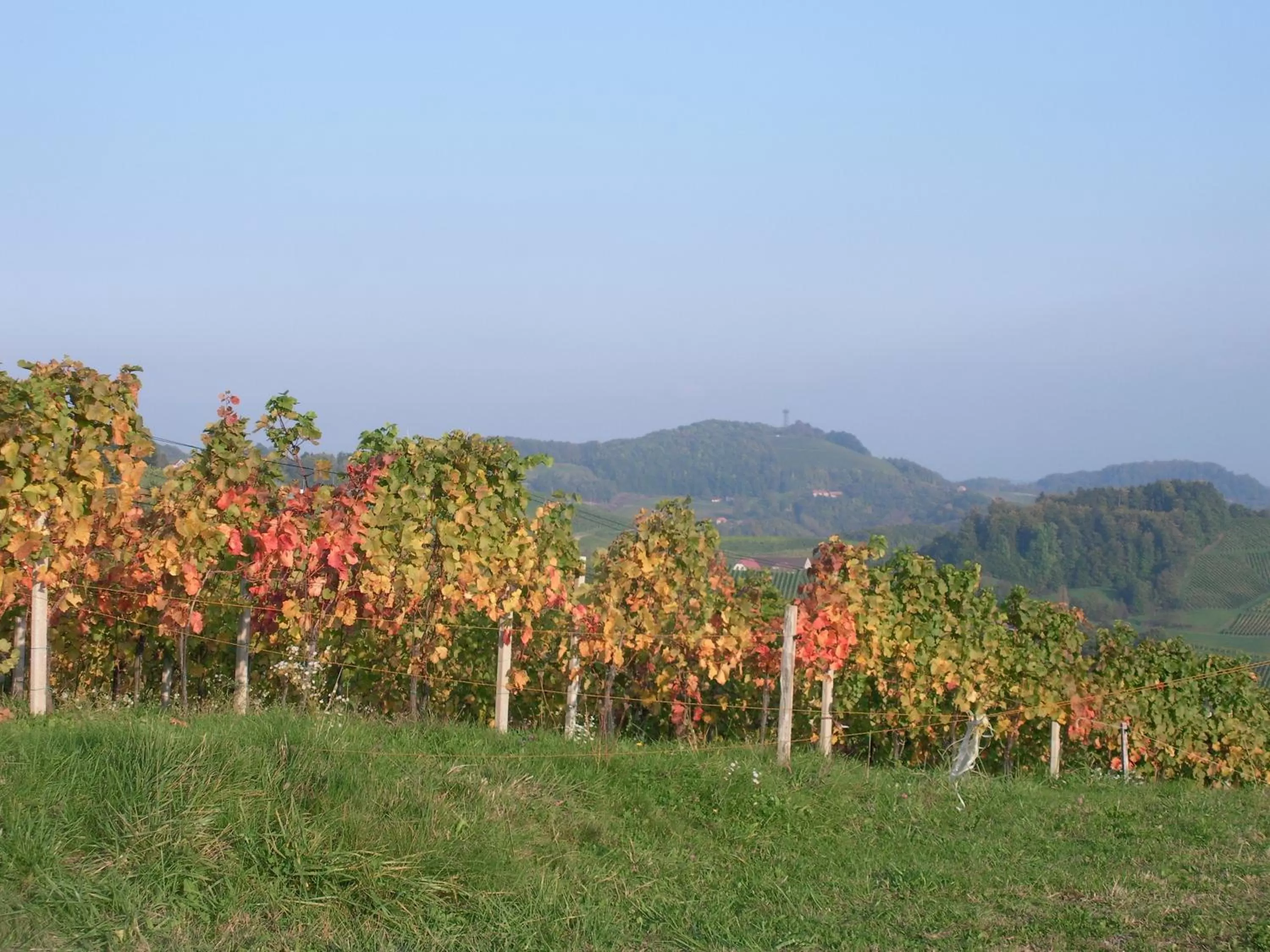 Area and facilities in Schloss Seggau