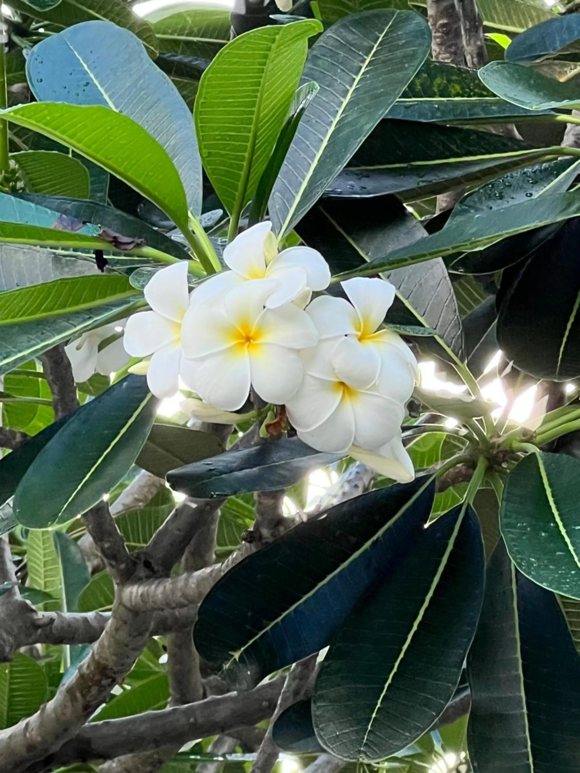 Garden in Pearl of Samui Resort