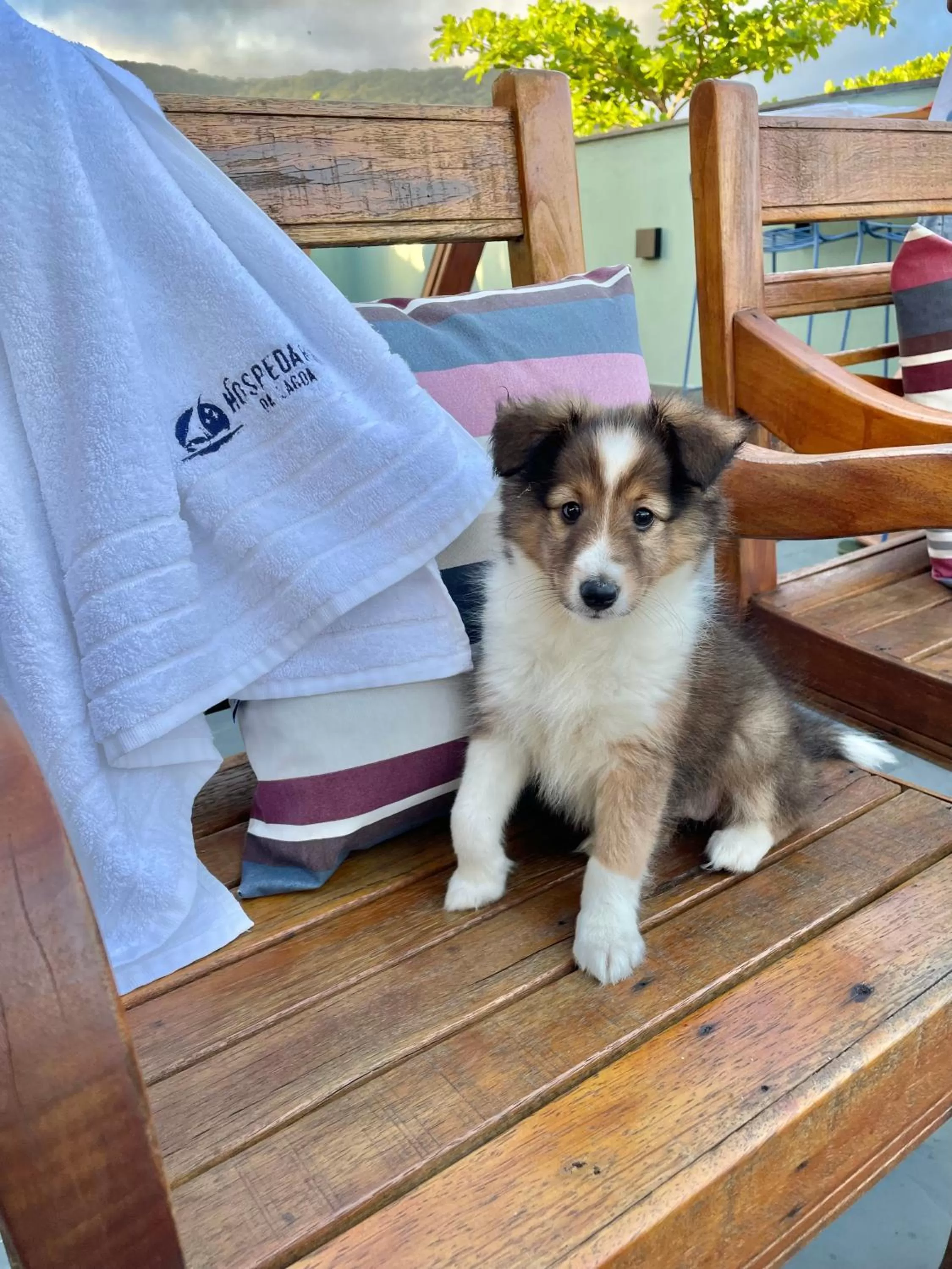 Animals in Hospedaria da Lagoa