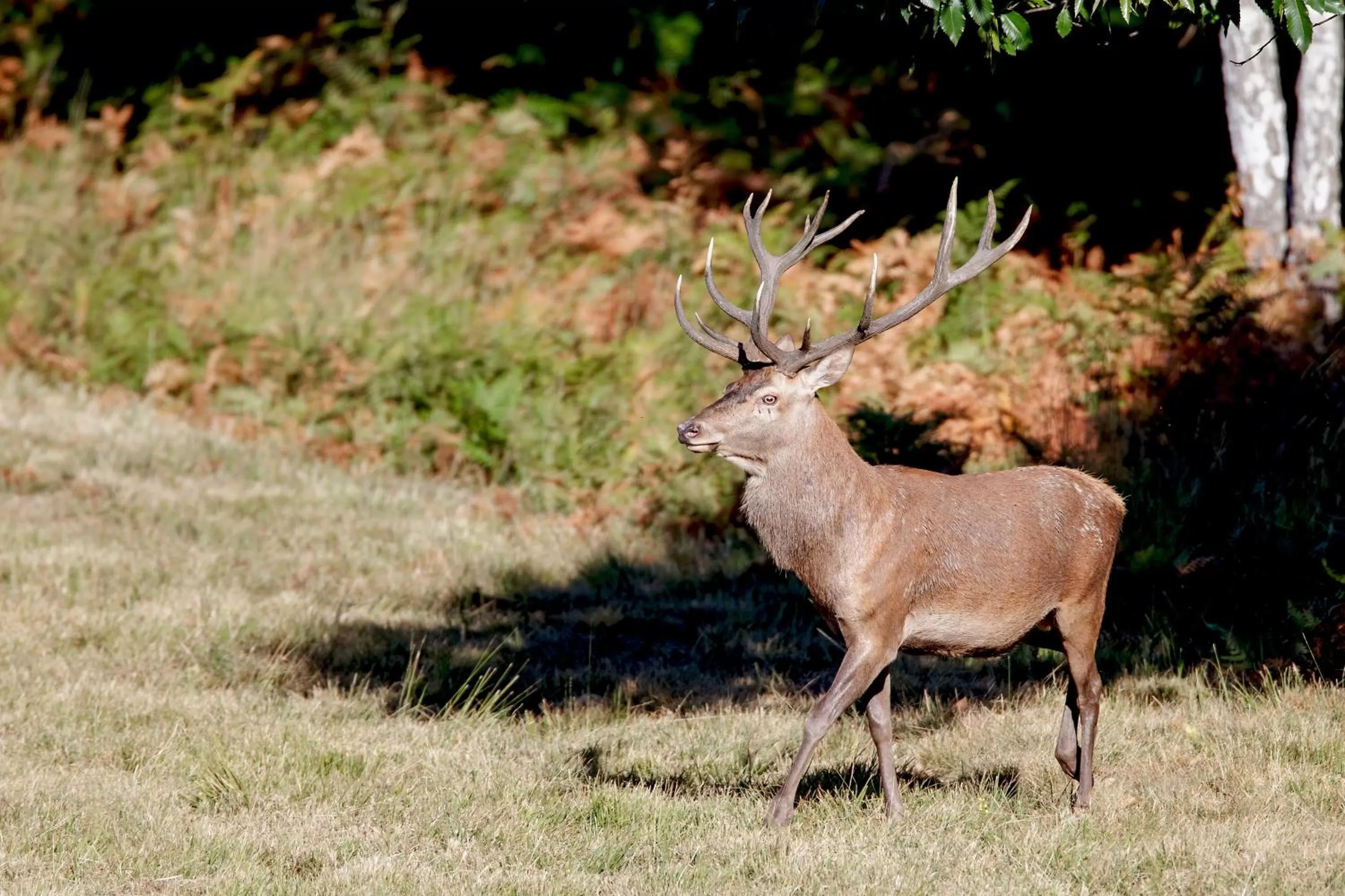 Animals, Other Animals in Chambres et Table d'Hôtes Les Machetières