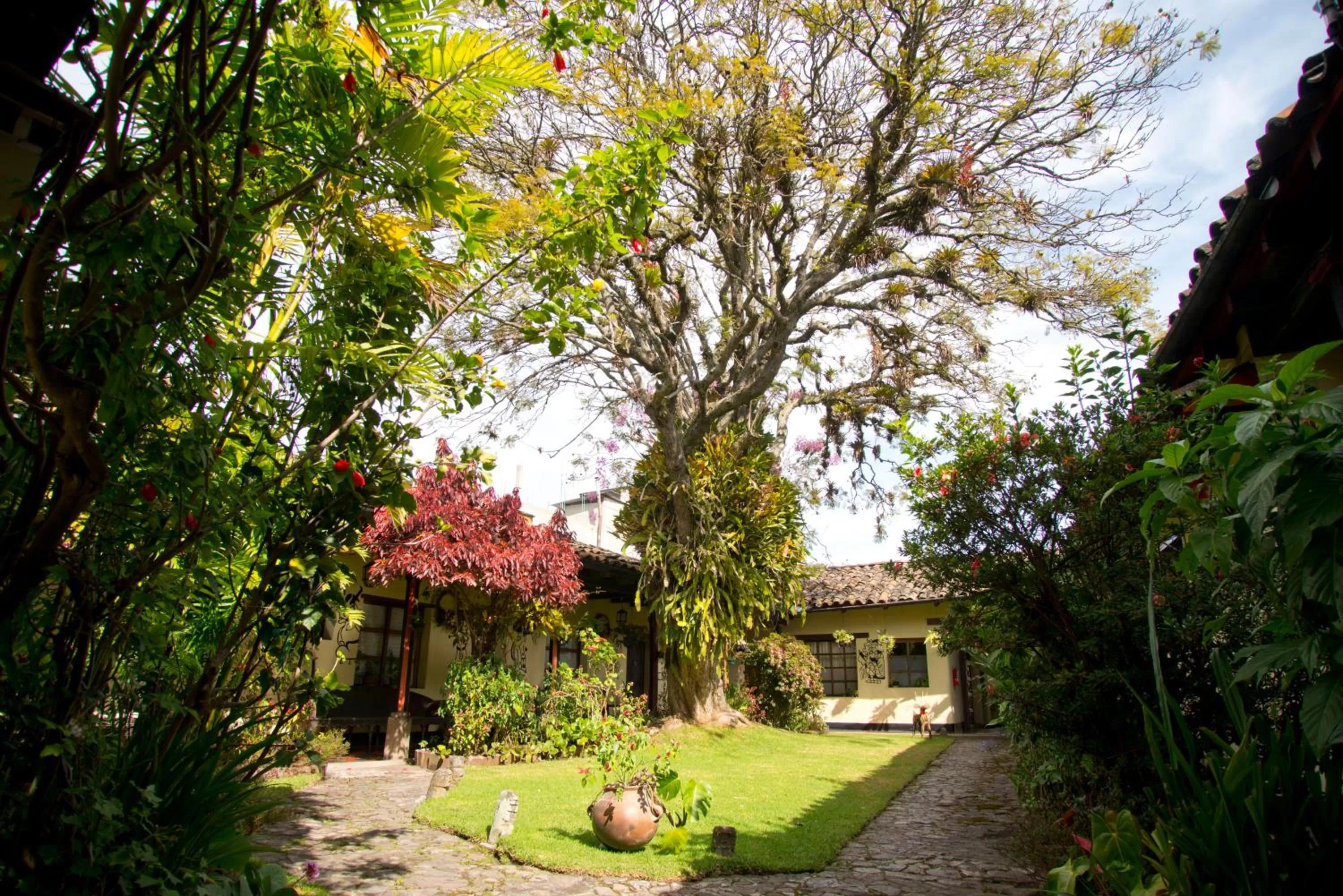 Garden in Hotel Museo Mayan Inn