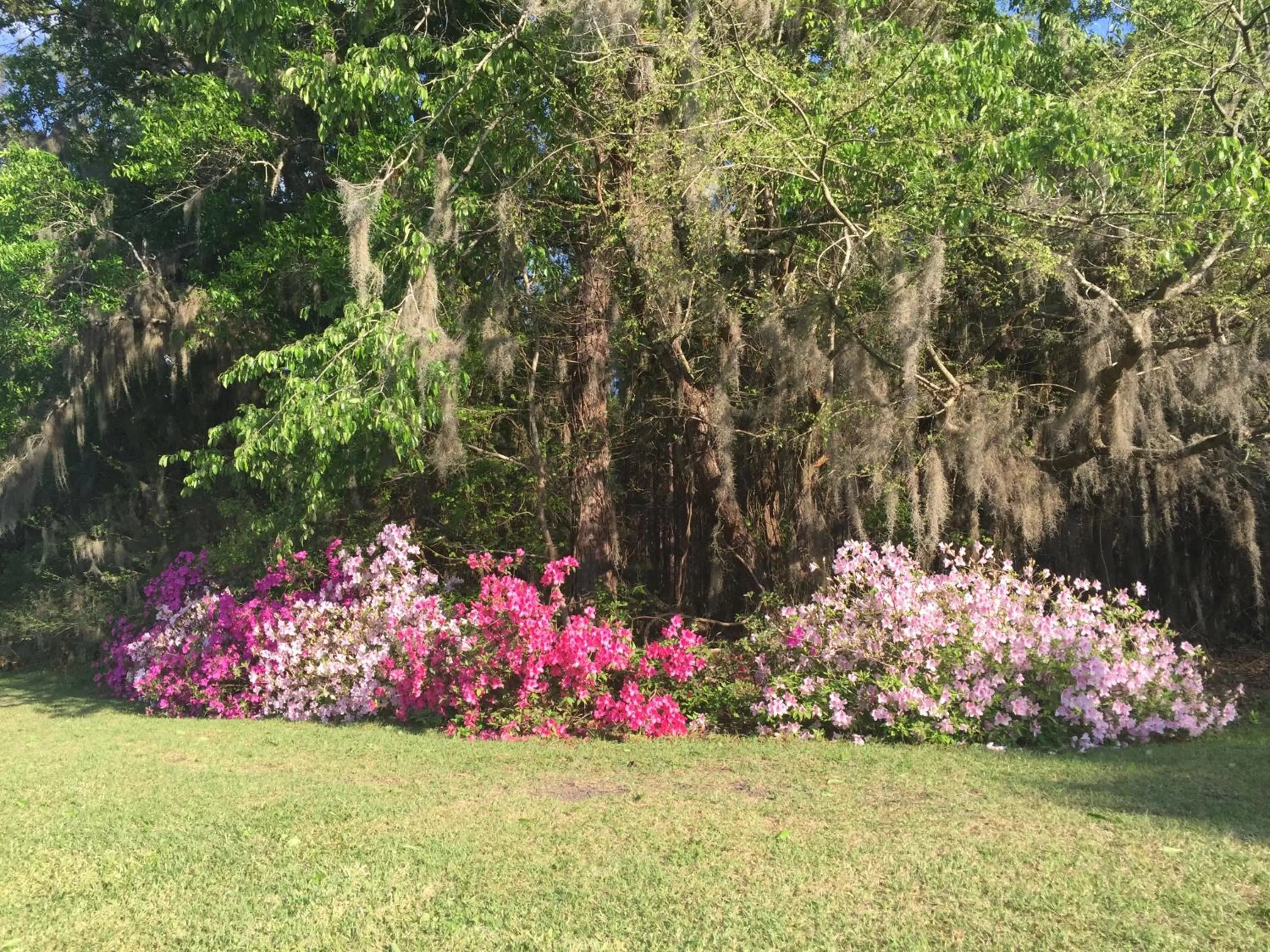 Garden view, Garden in Dublin Farm