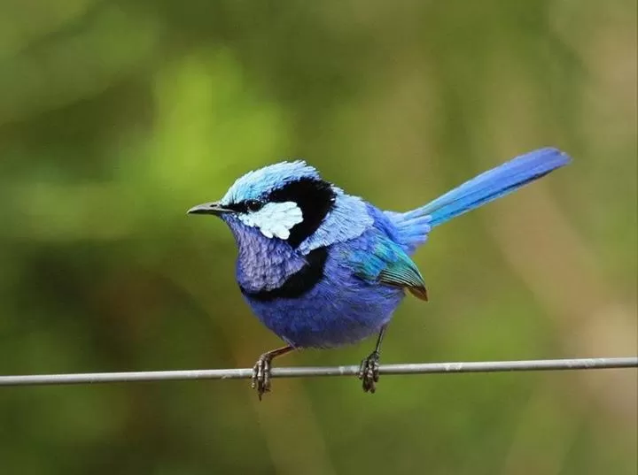 Animals in Dingup House