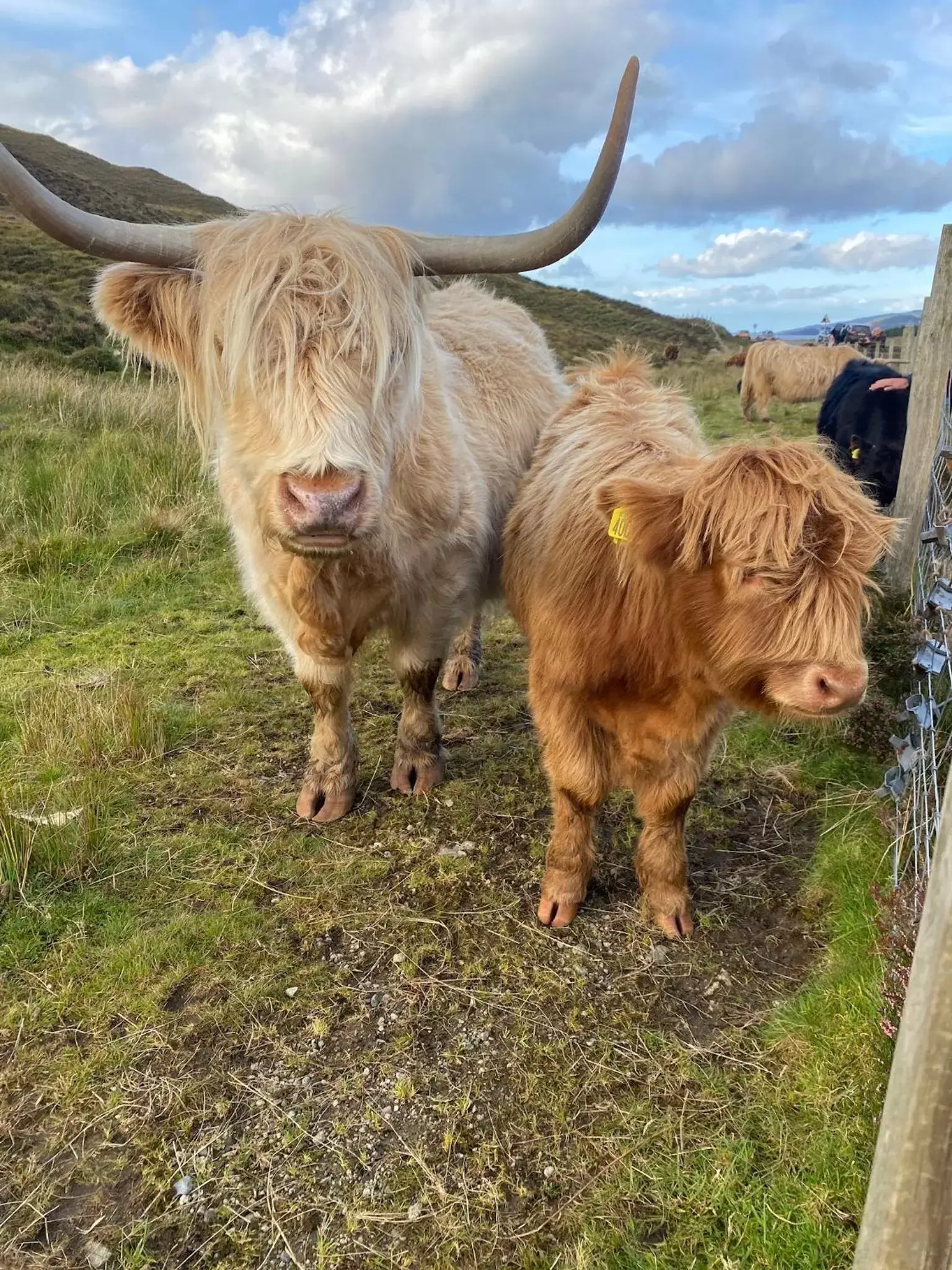 Other Animals in Sgothan Dearg