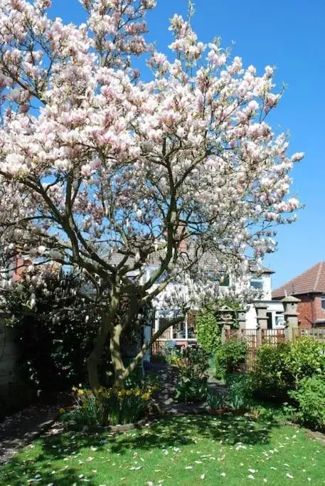 Garden, Property Building in Comfortable rooms