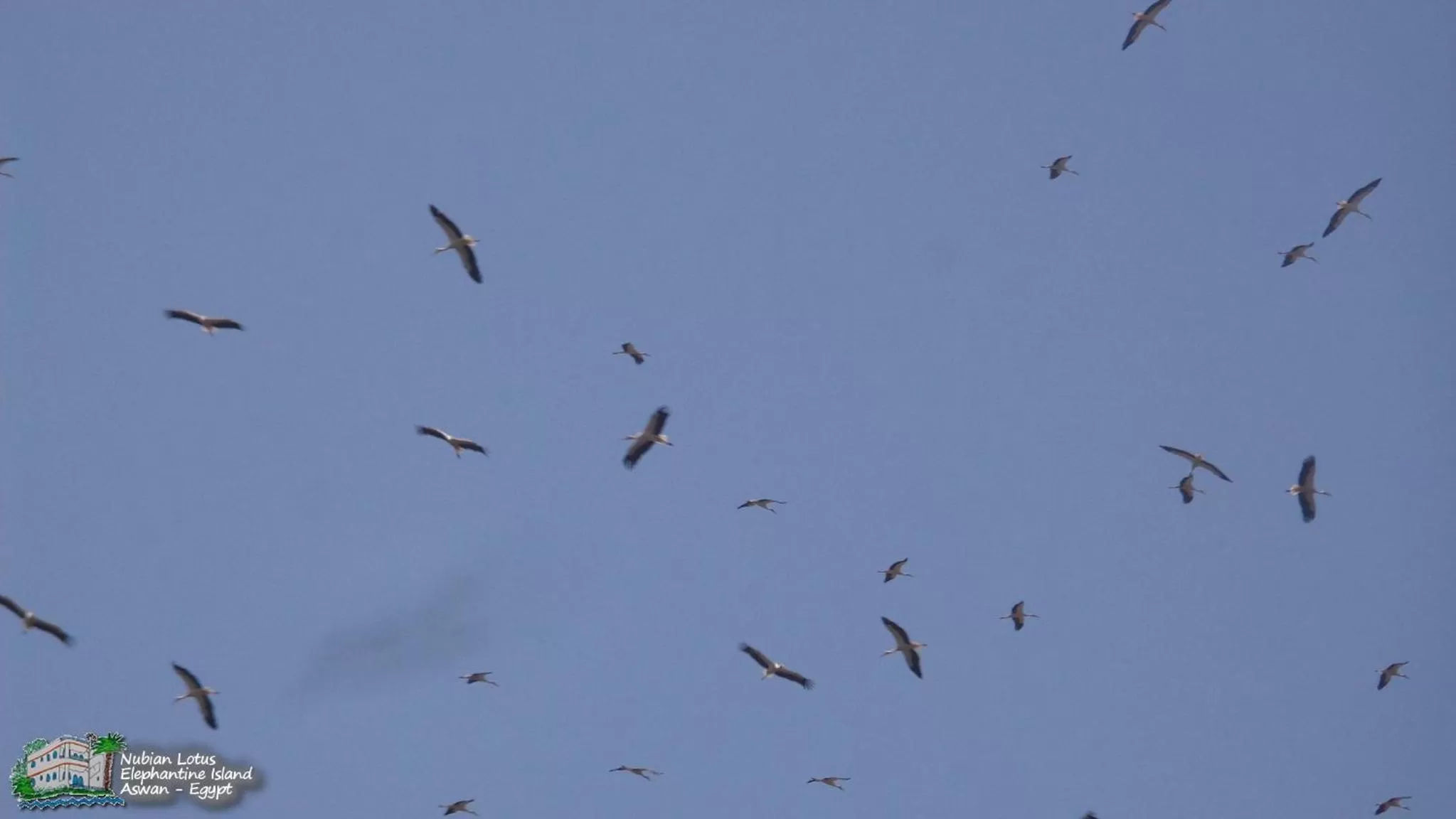 Property building, Other Animals in Nubian Lotus