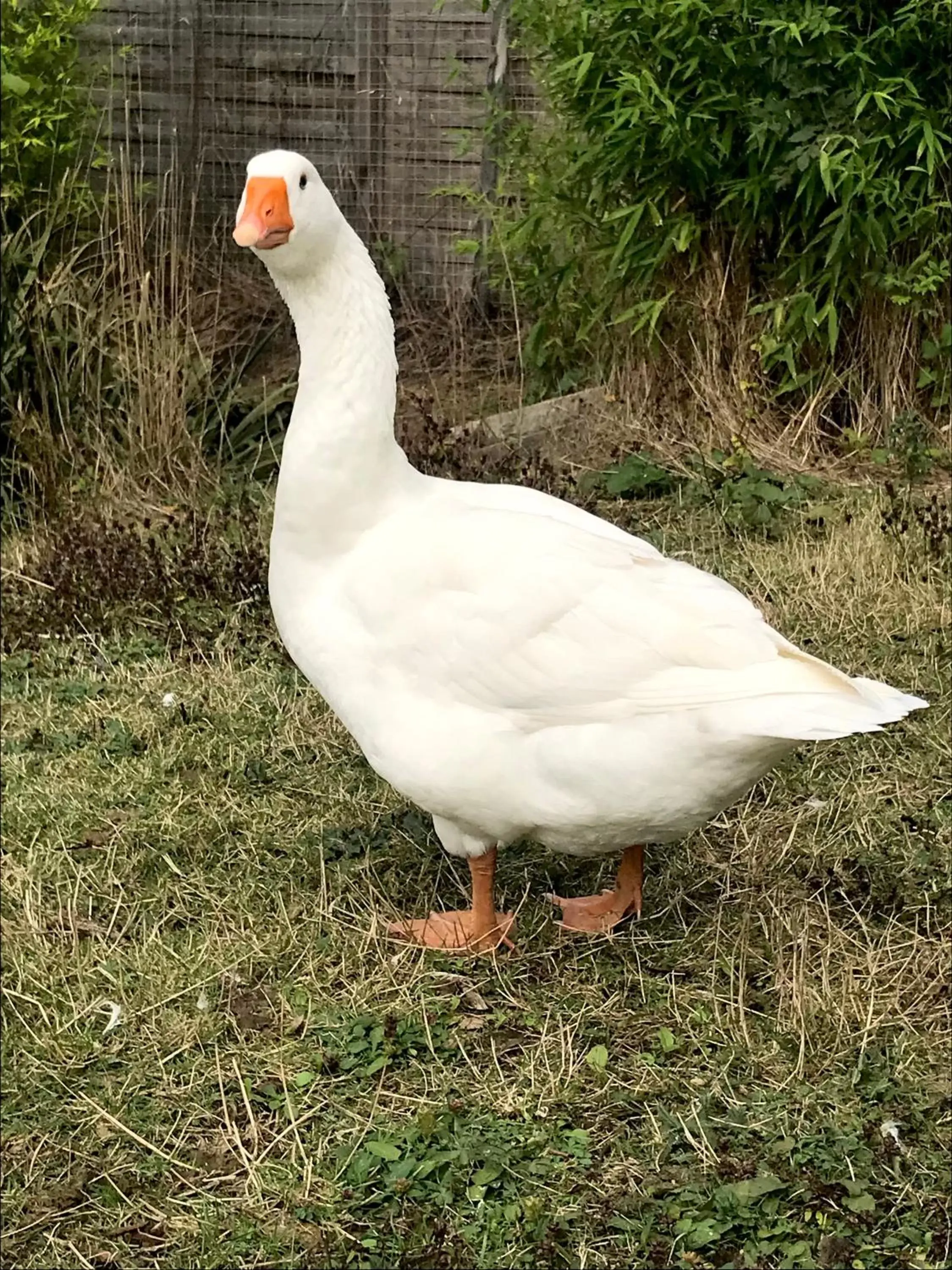 Other Animals in Chez Gustave & Compagnie