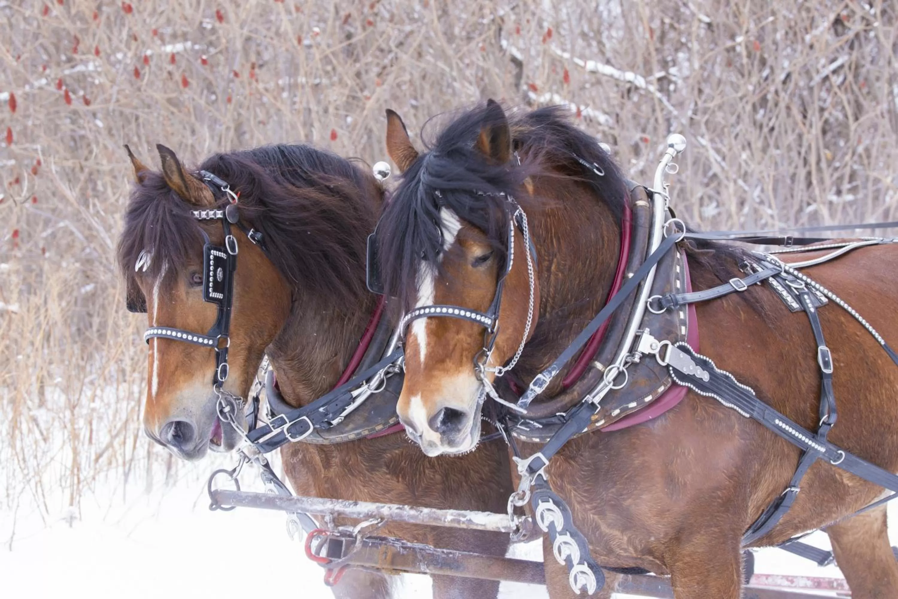 Activities in The Inn at Thorn Hill