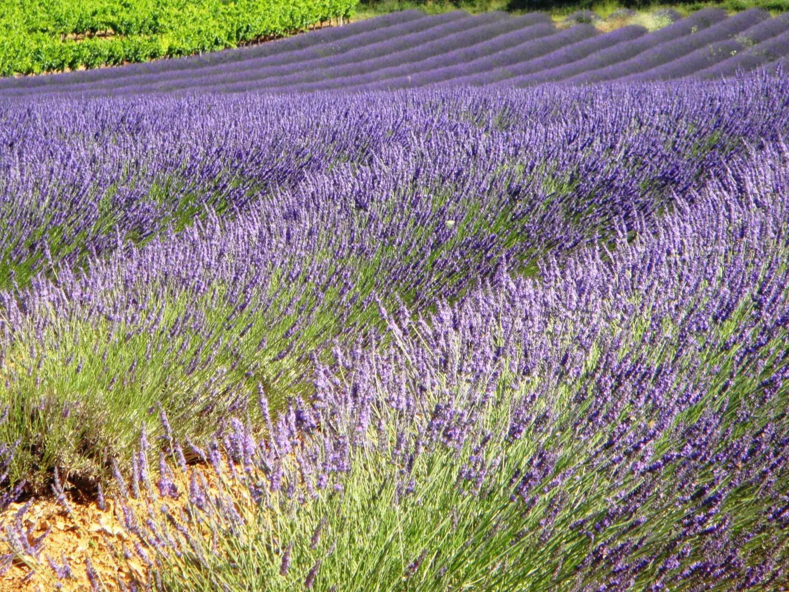 Natural landscape in Le Mas du Terme