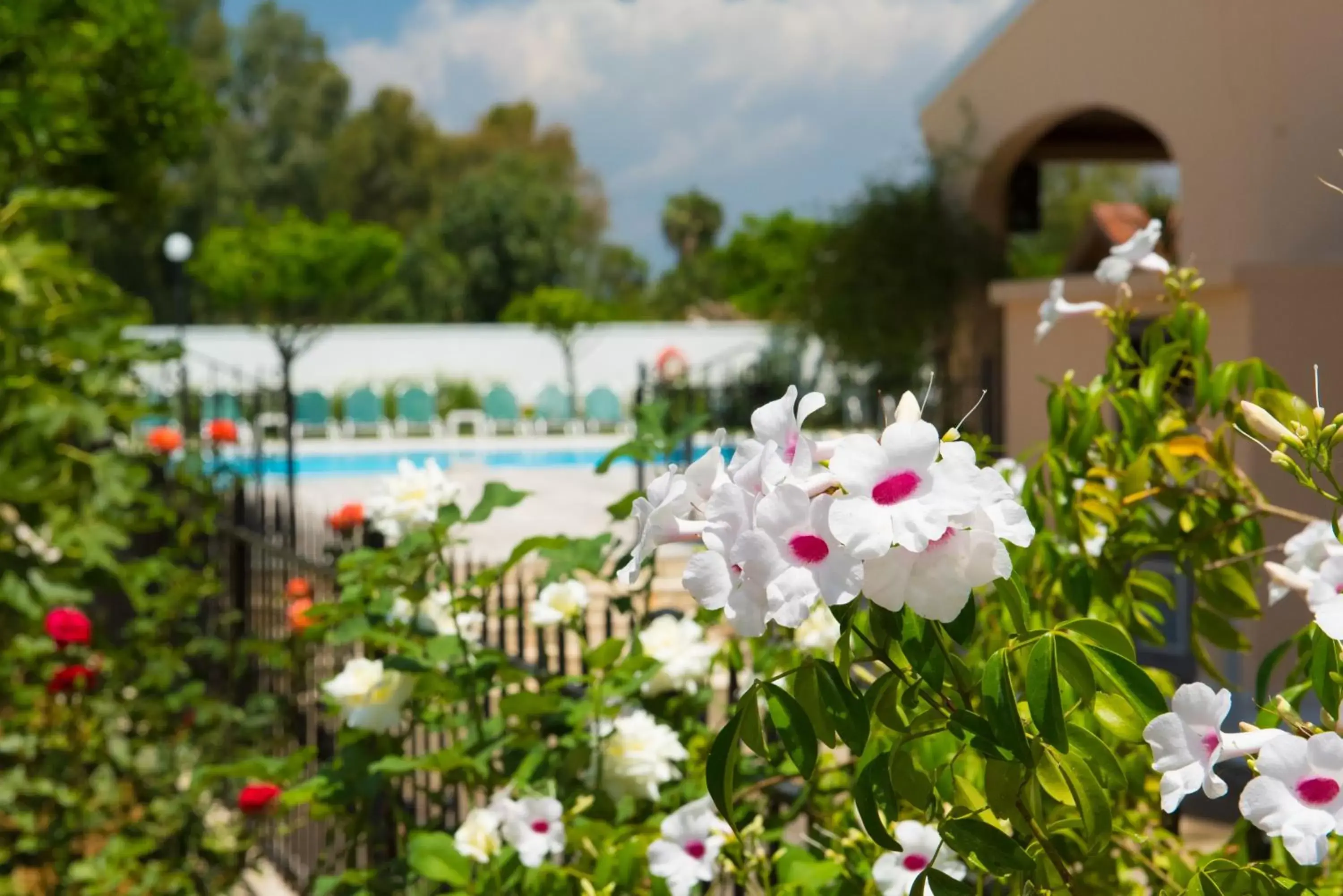 Garden, Swimming Pool in Sunset Hotel