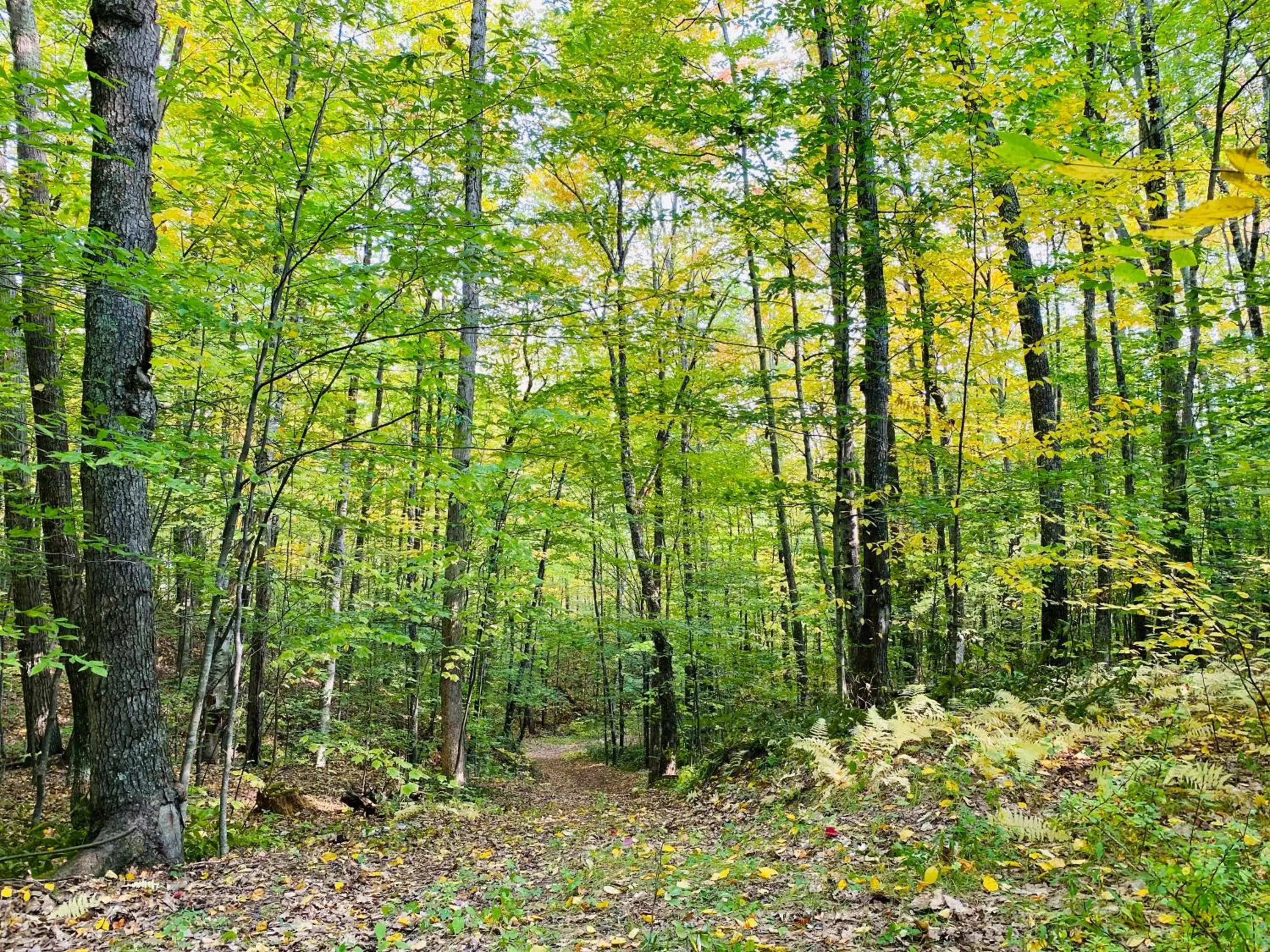 Natural Landscape in Arcady Mountain Motor Lodge