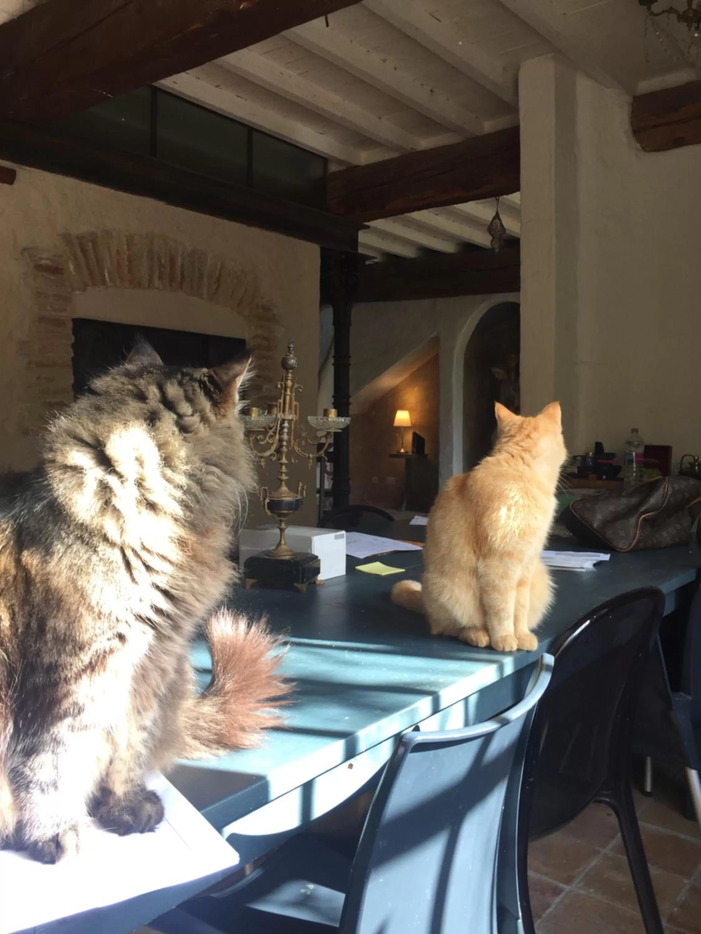 Pets in Le Mas de la Prade