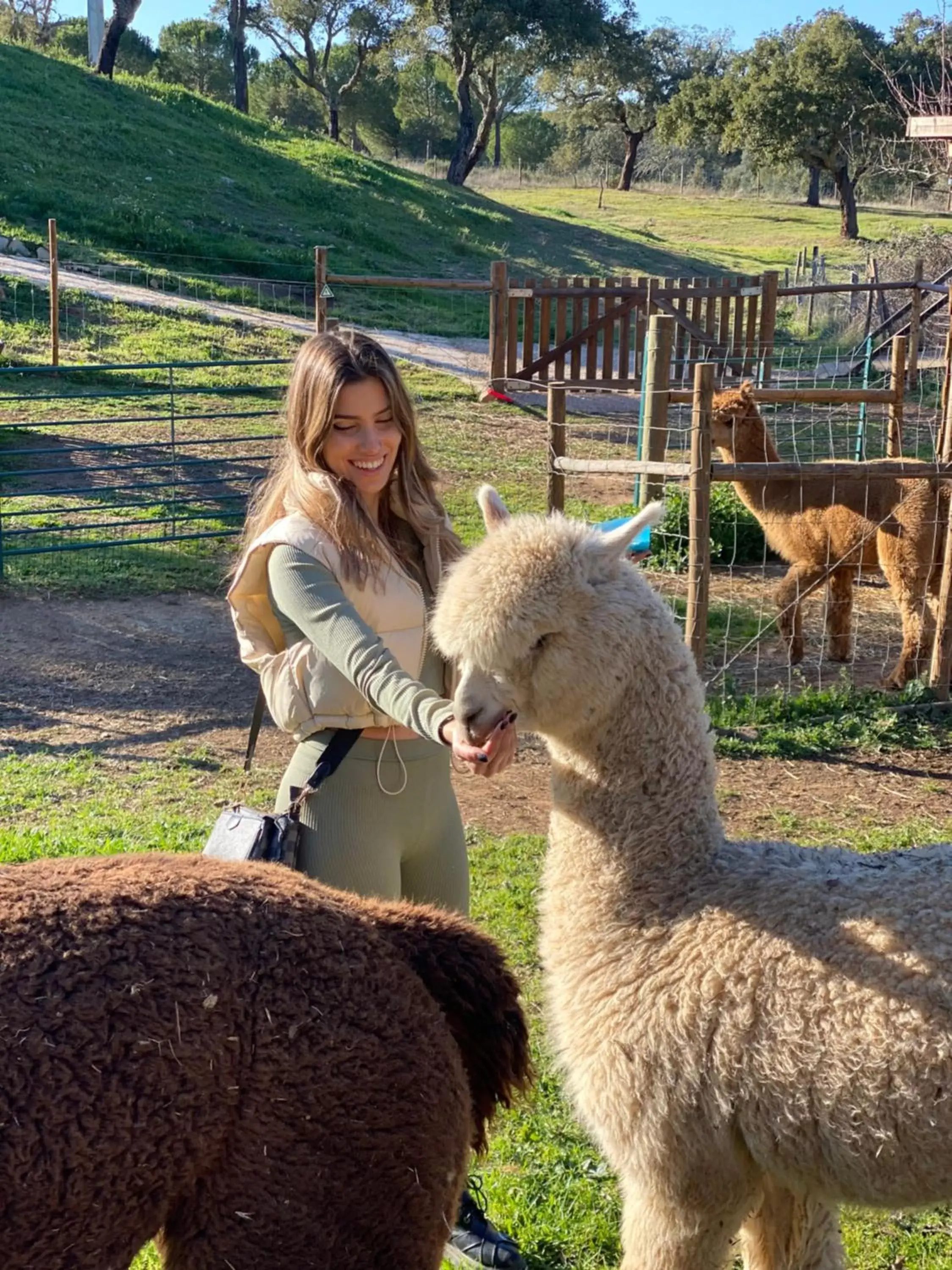 Day, Other Animals in Luxury room at Mama-Adama Alpaca Farm