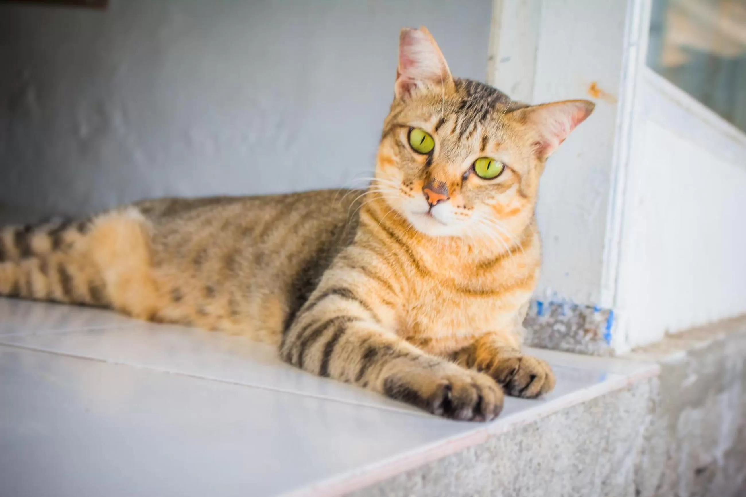 Pets in Sunrise Resort