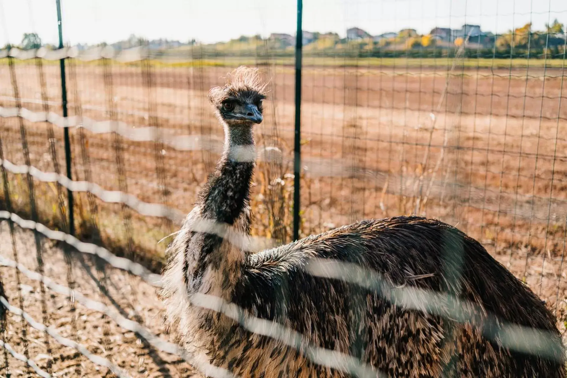 Animals, Other Animals in La Tenuta di Santo Stefano Agri Resort & Spa