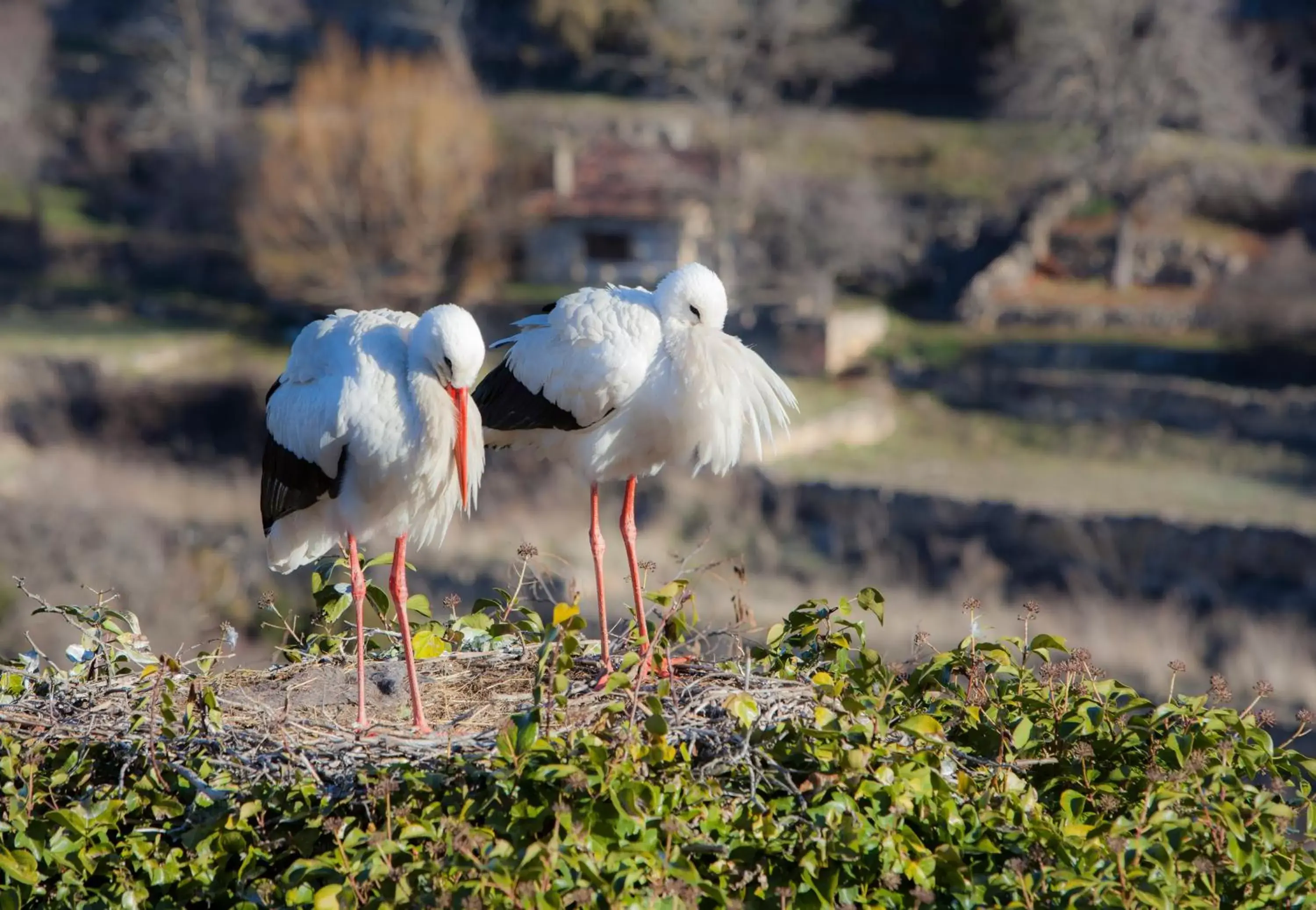 Pets, Other Animals in Hospederia de Santo Domingo