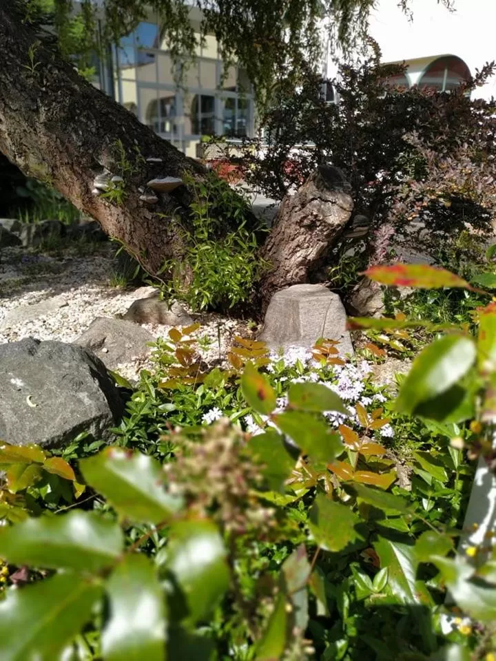 Garden in Motel Vega