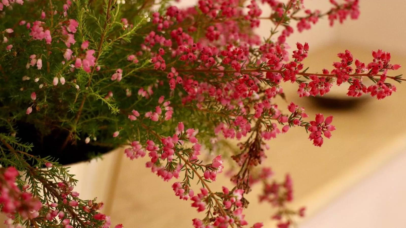 Decorative detail in A Casa di Grace