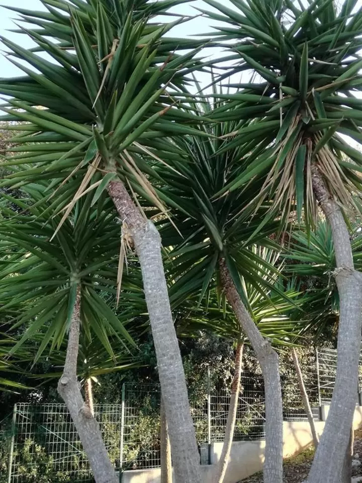 Le Dimore Del Sarto Polignano a mare