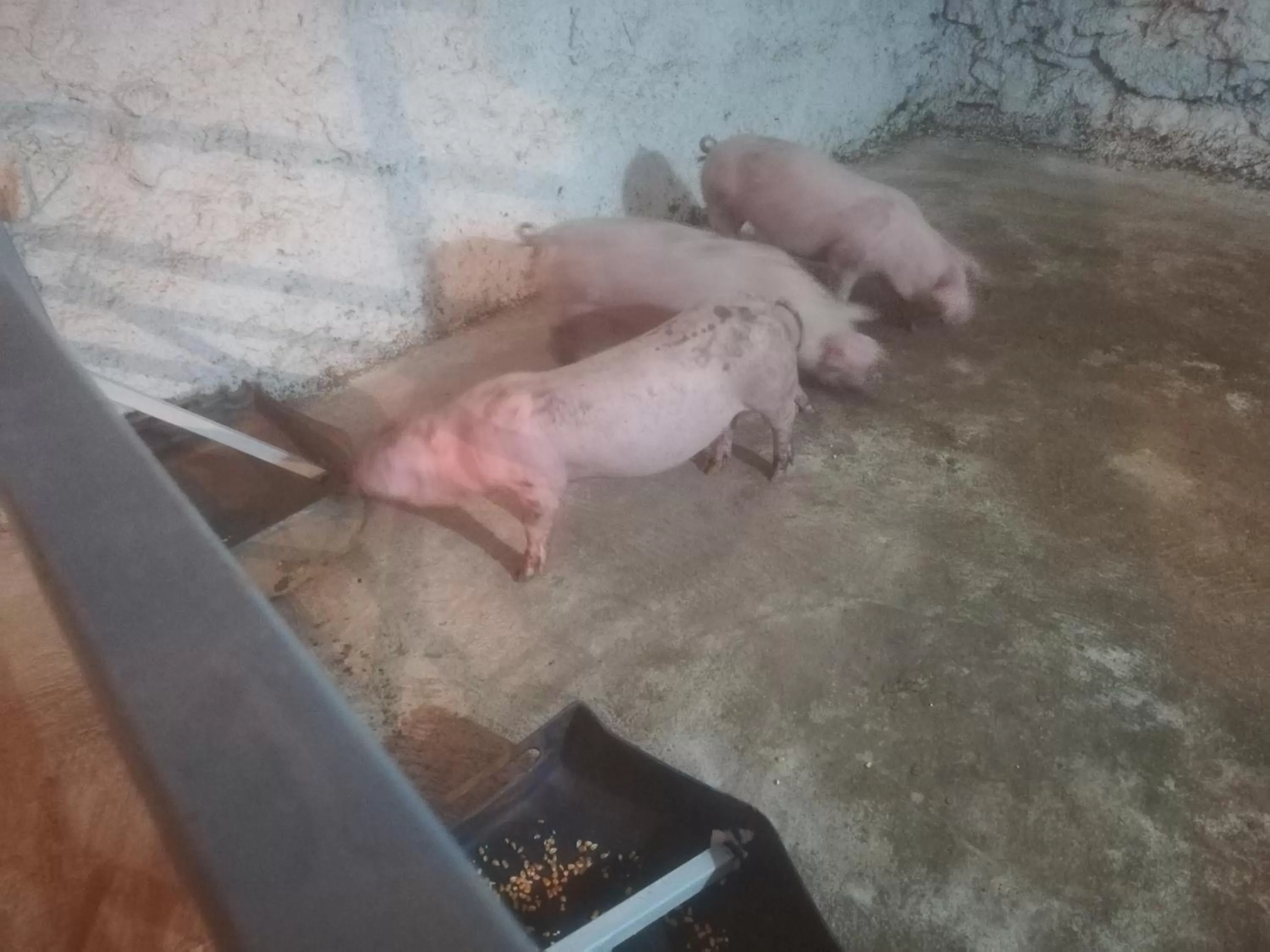 Etno selo Vile Jefimija, selo Preobrazenje, Vranje