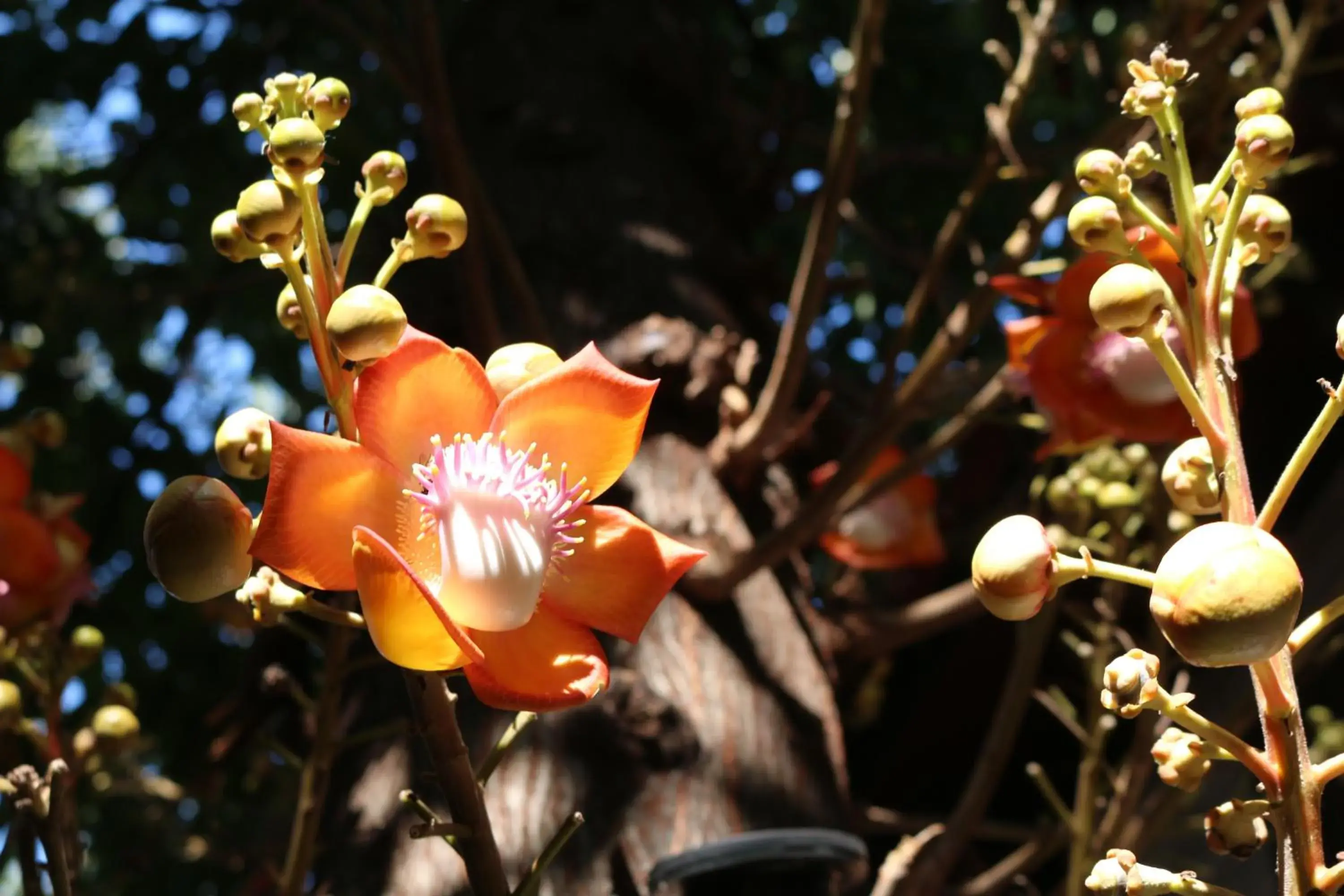 Garden in Changmoi House (Little Village)