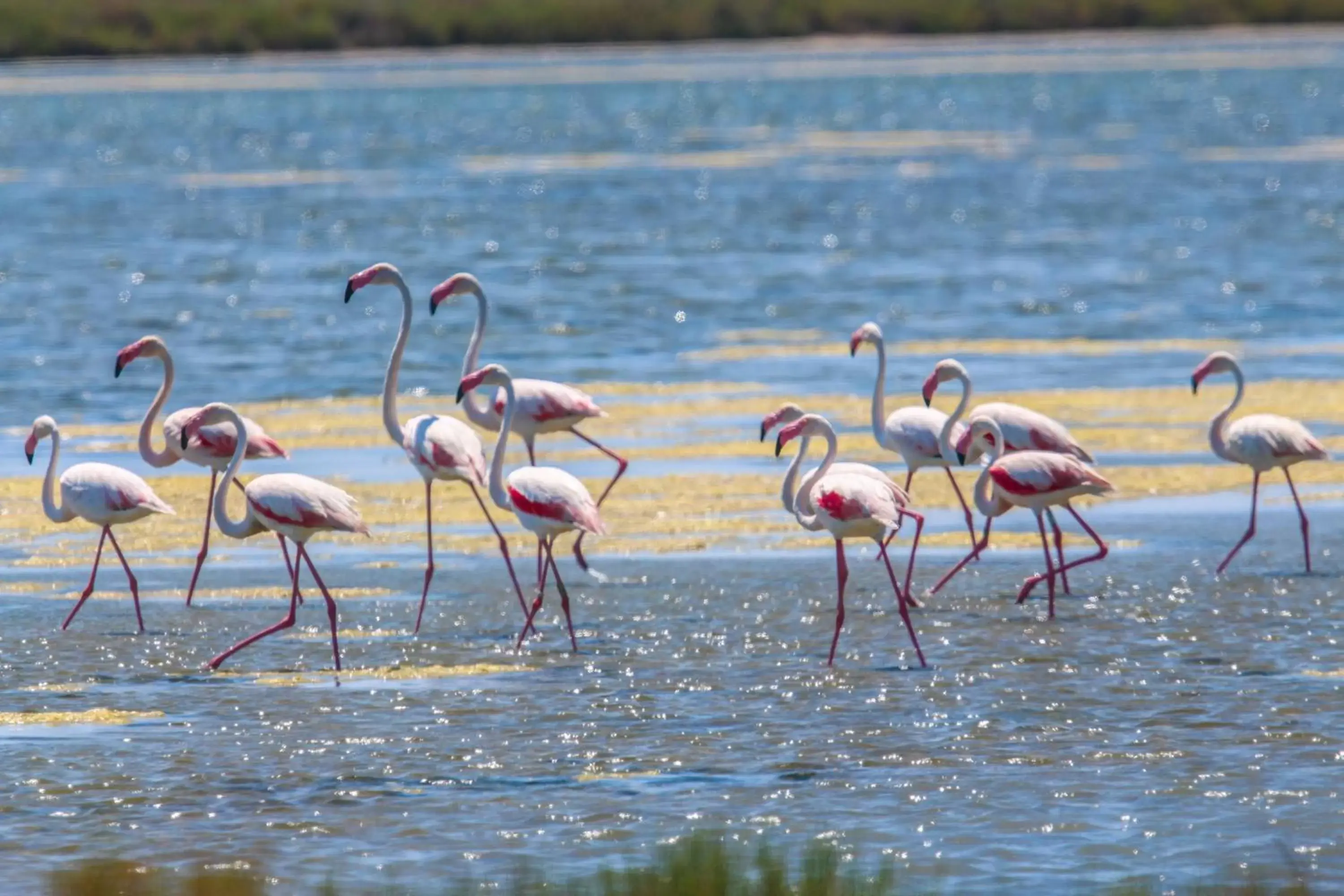 Natural landscape, Other Animals in Brasilia Hôtel