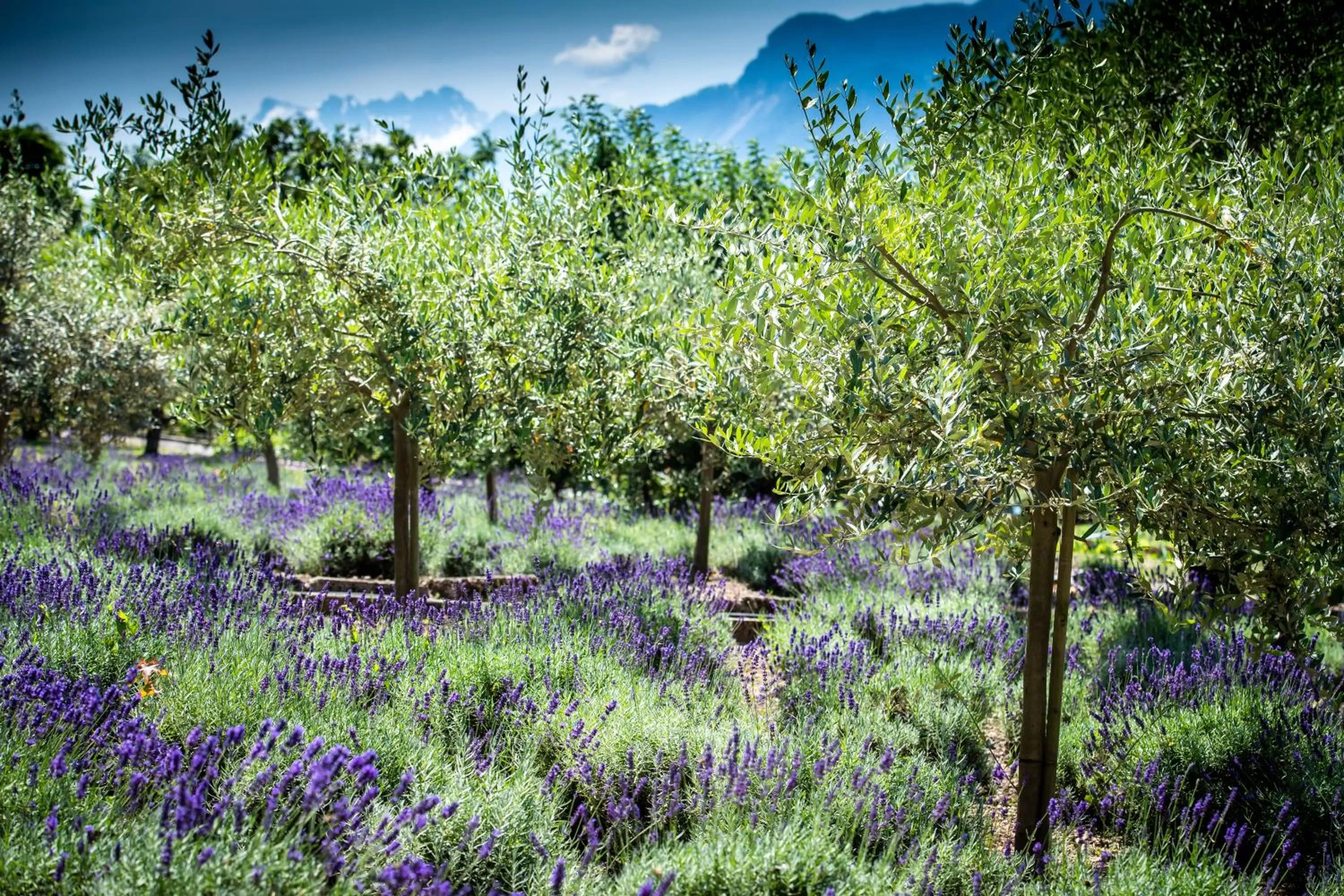 Garden in Hôtel Bon Rivage