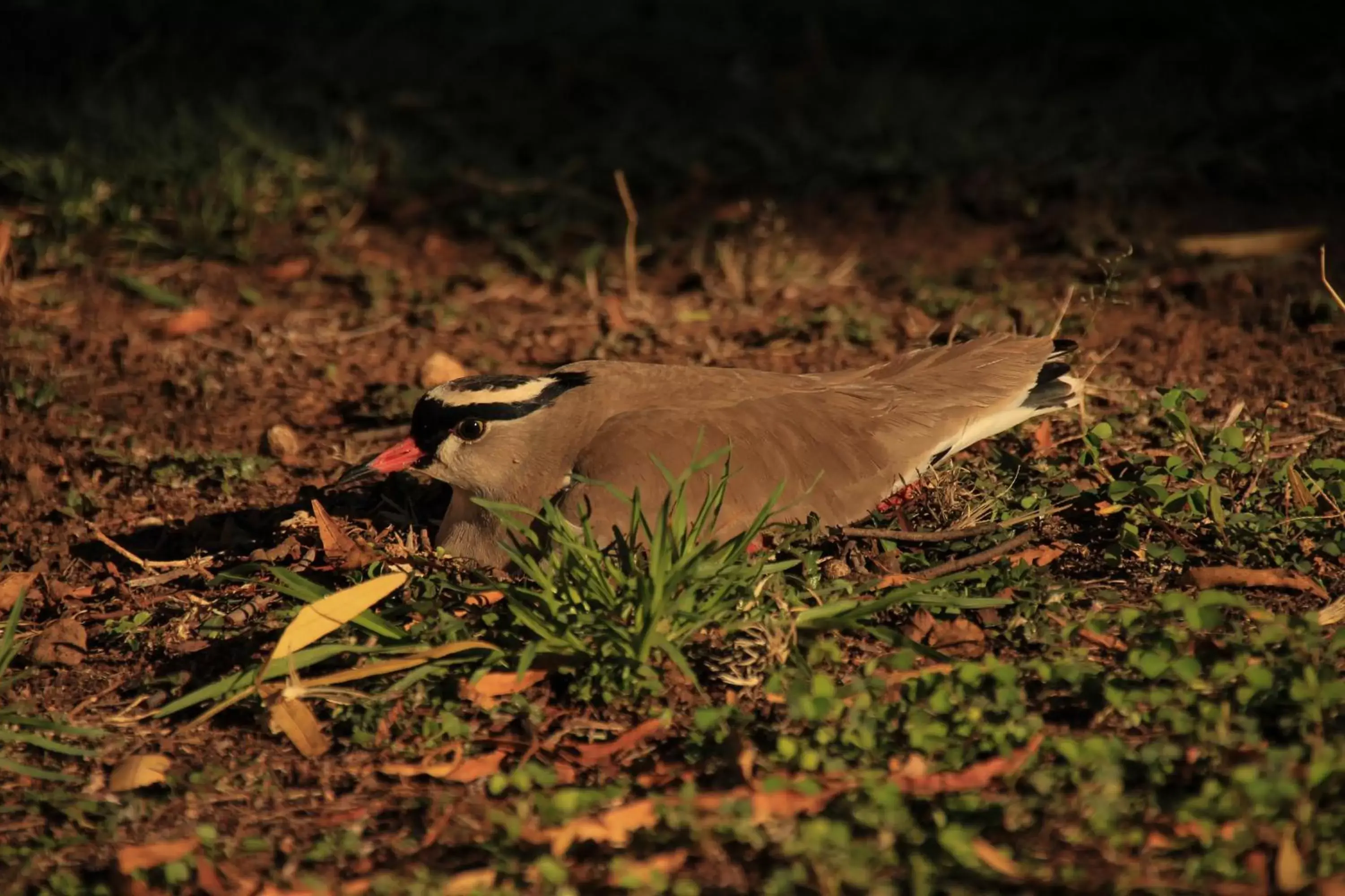 Animals, Other Animals in Kievits Kroon Gauteng Wine Estate