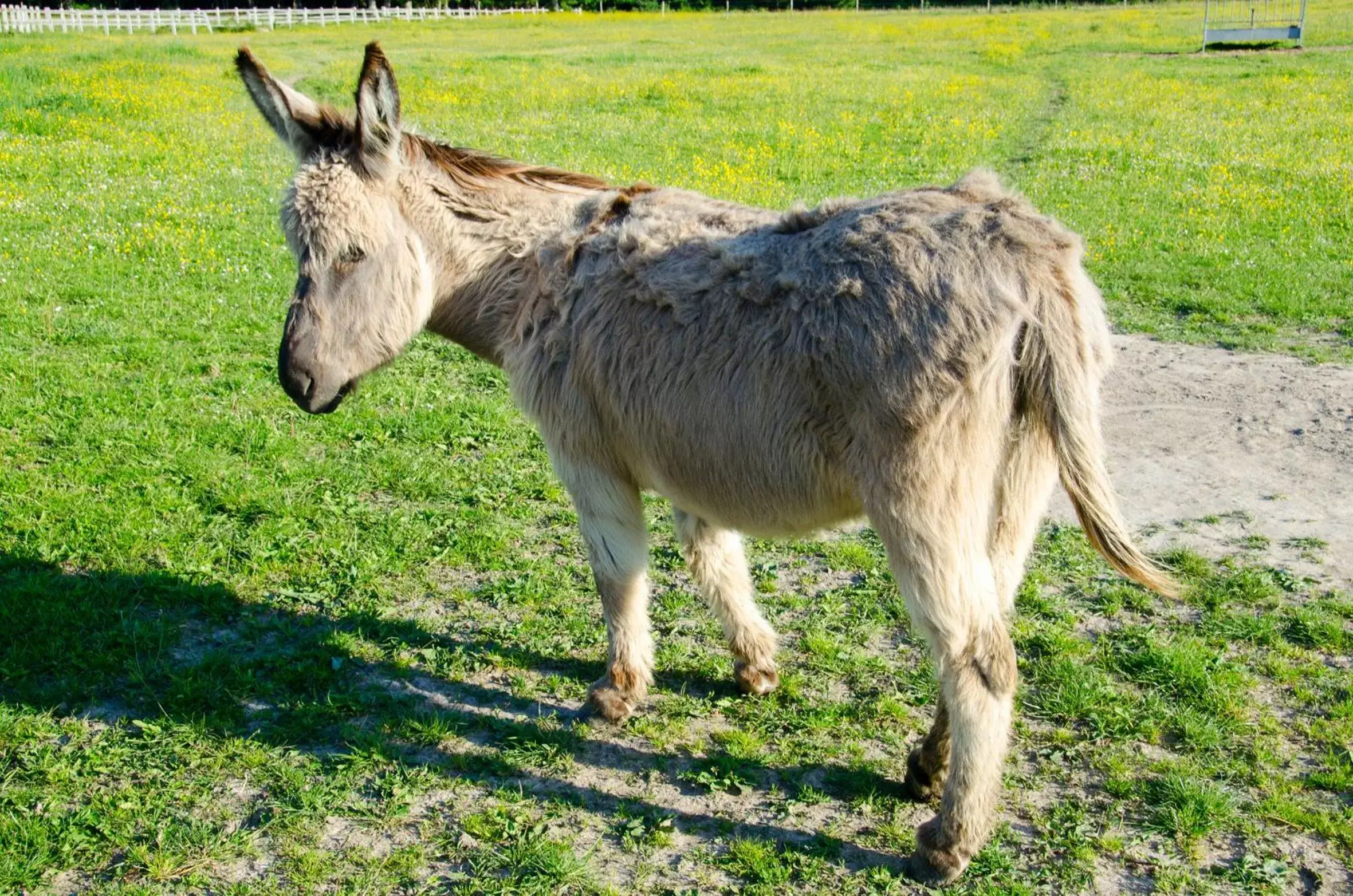 Other, Other Animals in Chambres et Table d'Hôtes Les Machetières