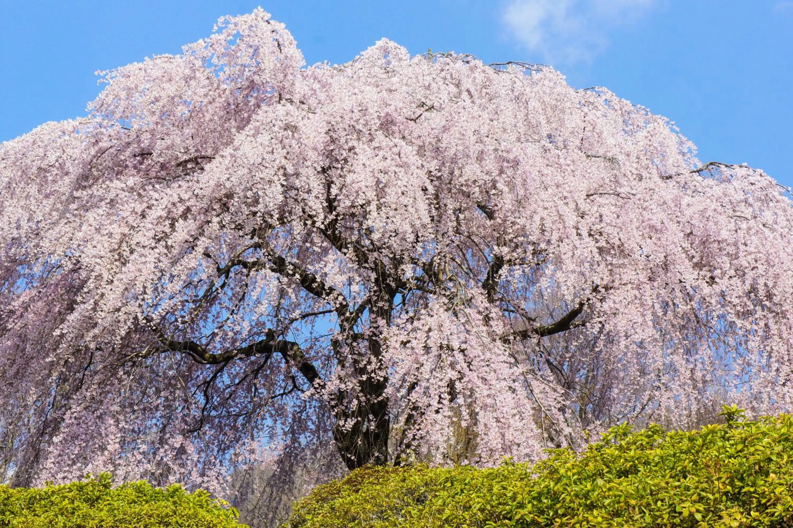 Nearby landmark in Fuji Speedway Hotel, in The Unbound Collection by Hyatt