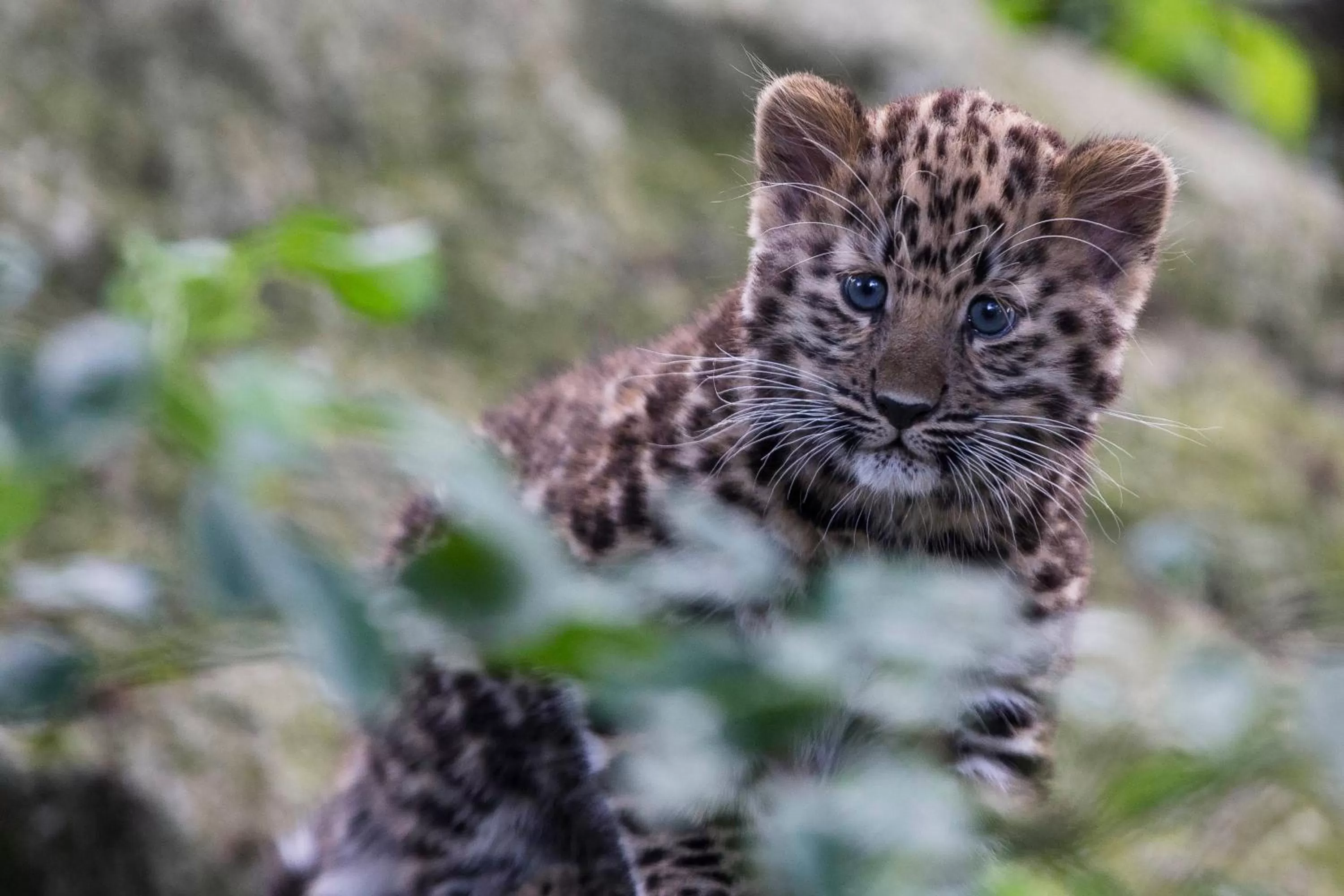 Area and facilities, Other Animals in Holiday Inn Winchester, an IHG Hotel