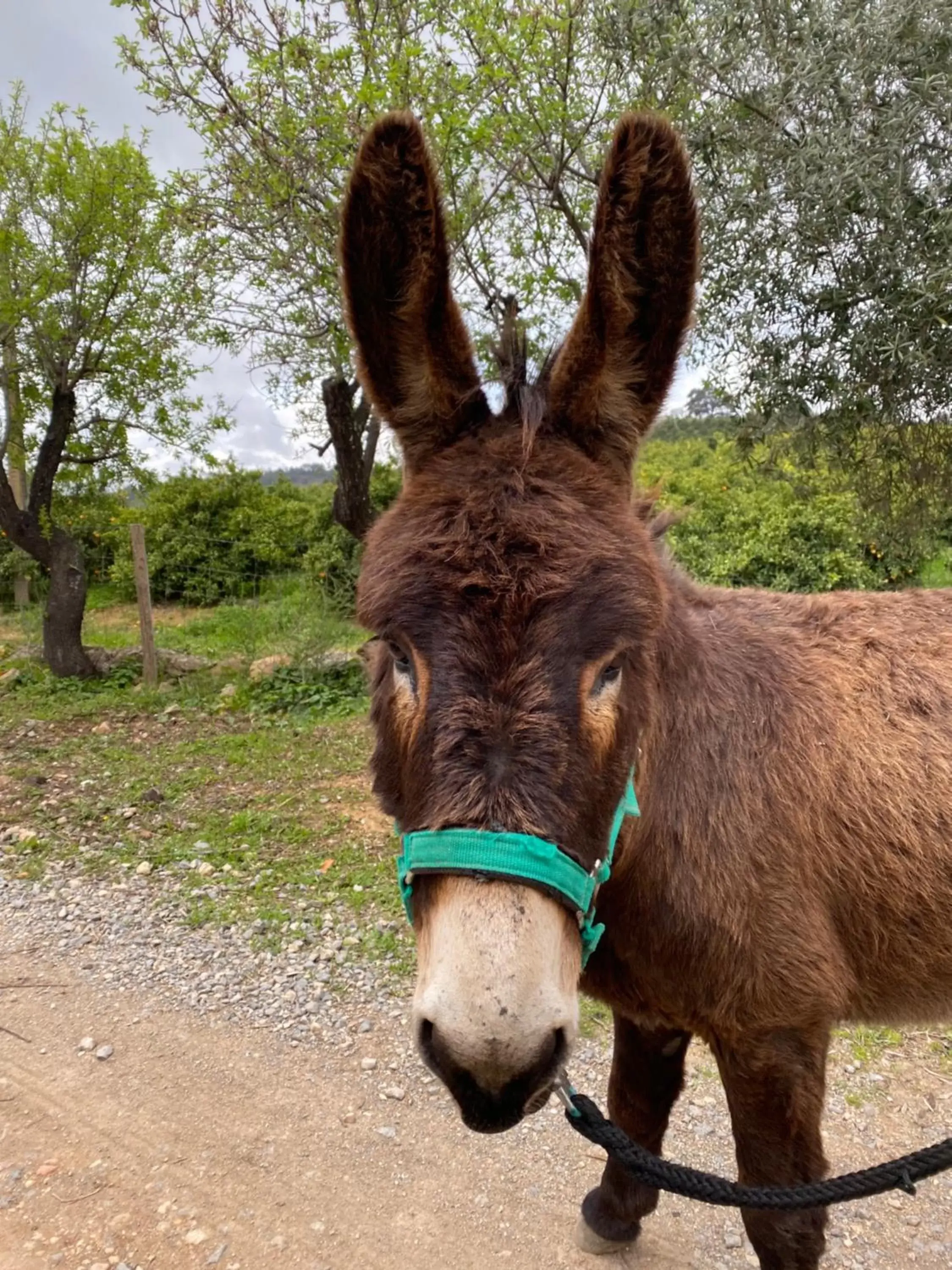 Animals, Other Animals in Hotel Rural Quinta do Marco - Nature & Dining