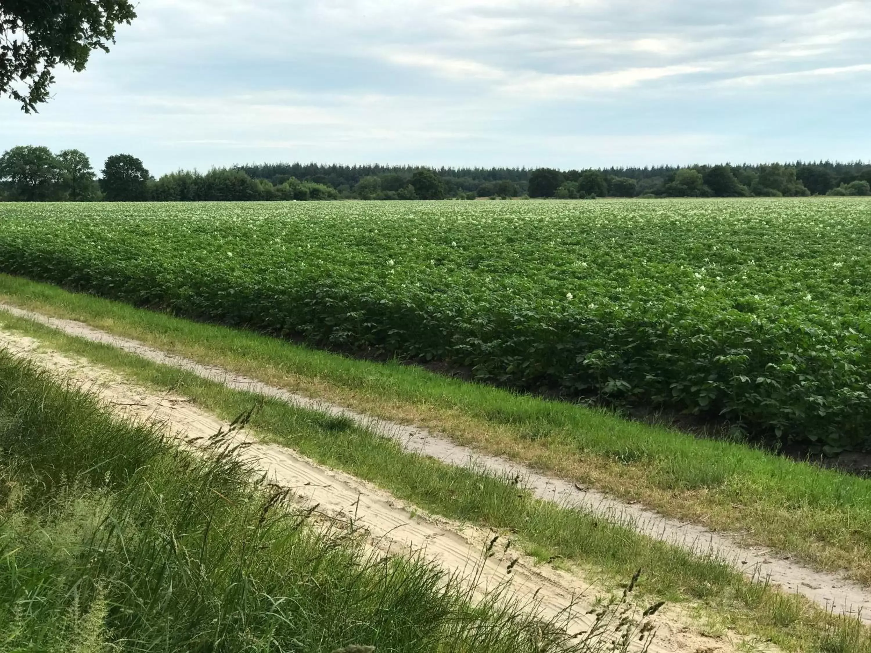 Spring in Het Uilennest