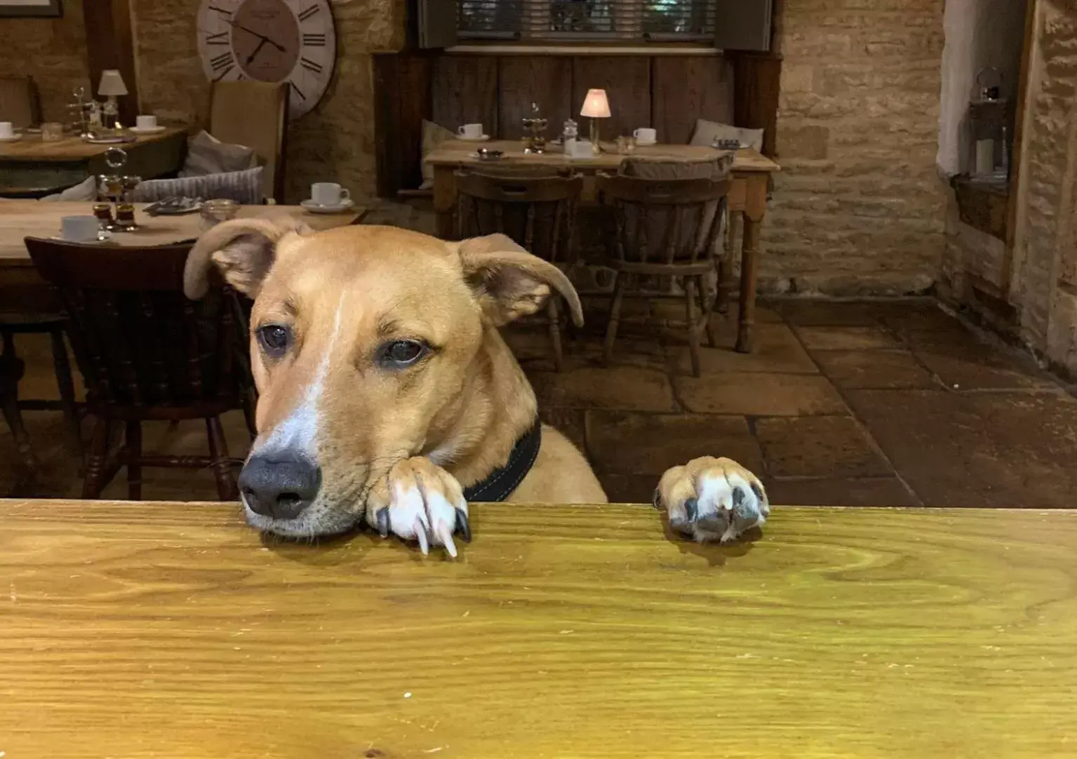 Pets in The Horse & Groom