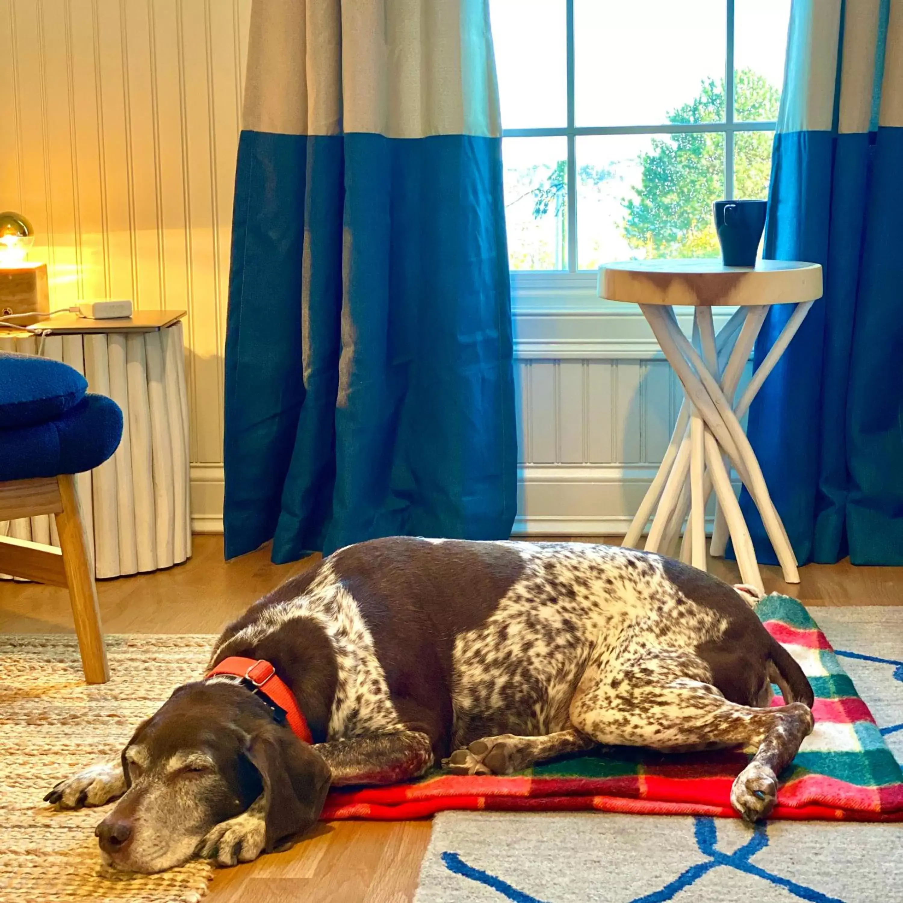 Pets in GREAT ISLAND INN - A Modern Boutique Hotel