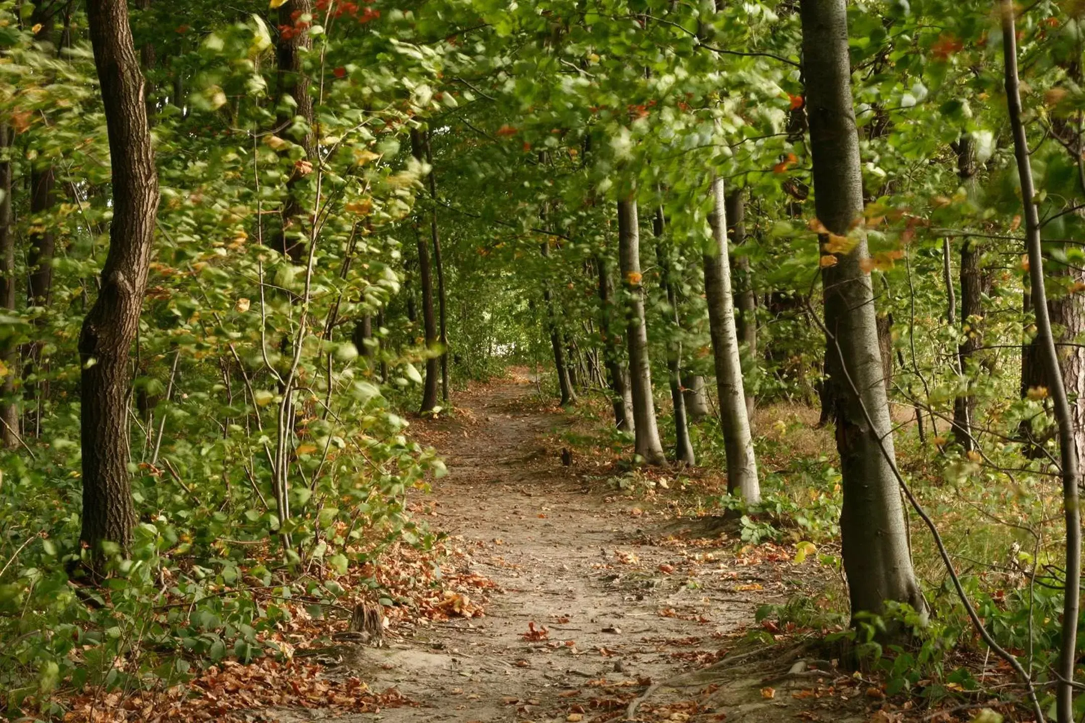 Natural landscape in Landgoedhotel Woodbrooke Barchem