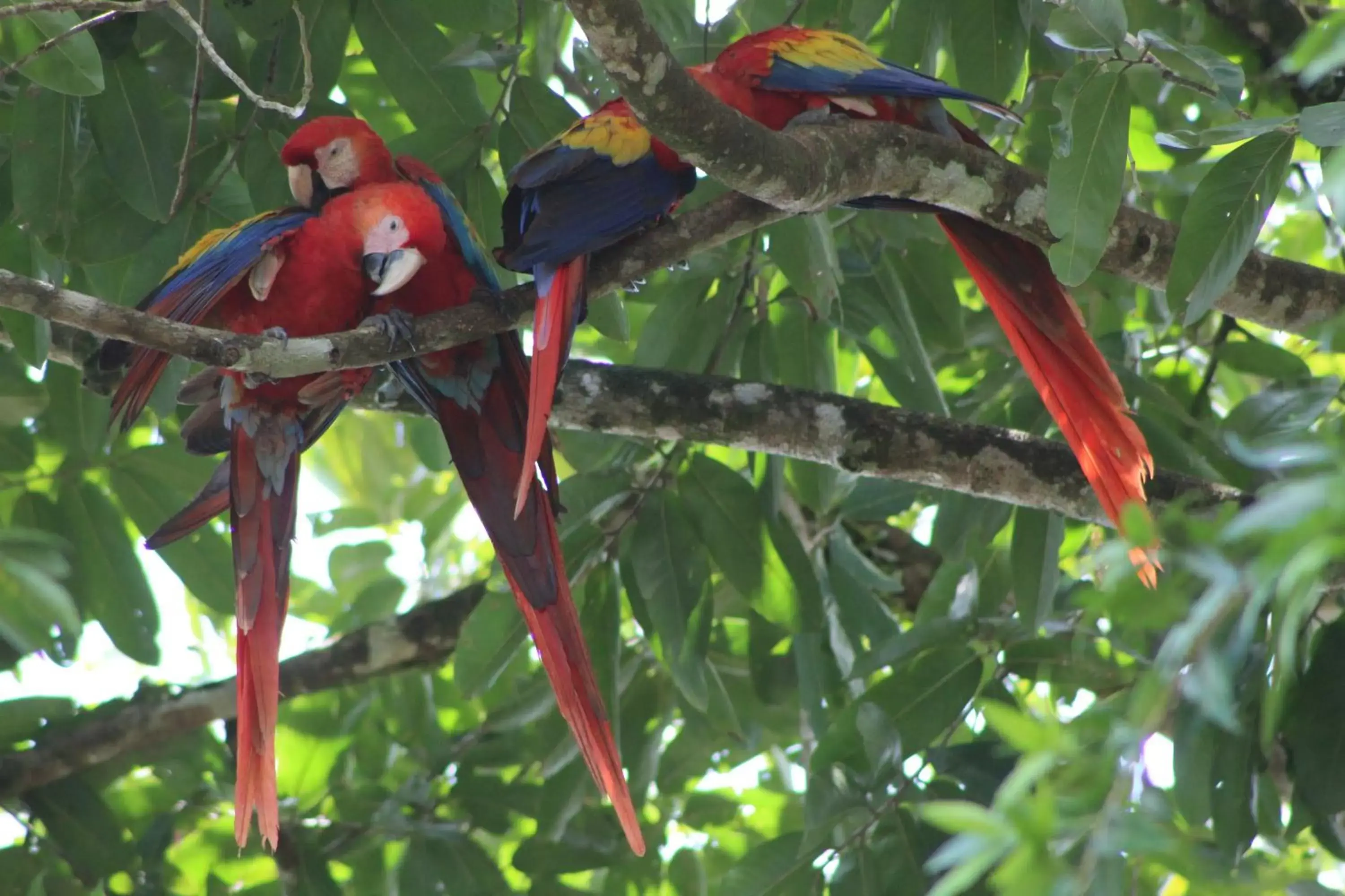 Other Animals in Iguanitas Lodge