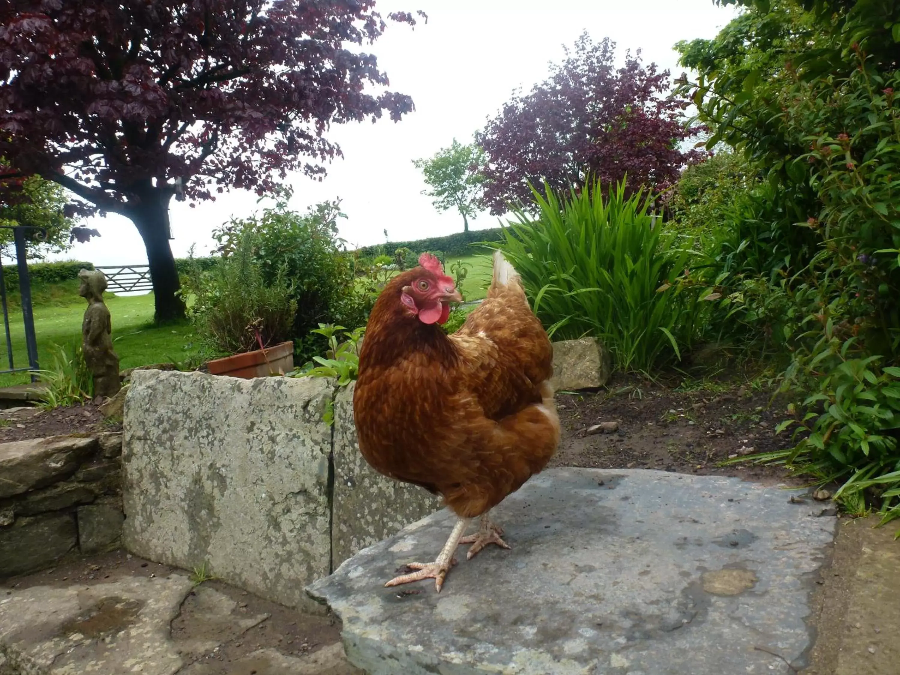 Animals, Other Animals in Kidwelly Farmhouse