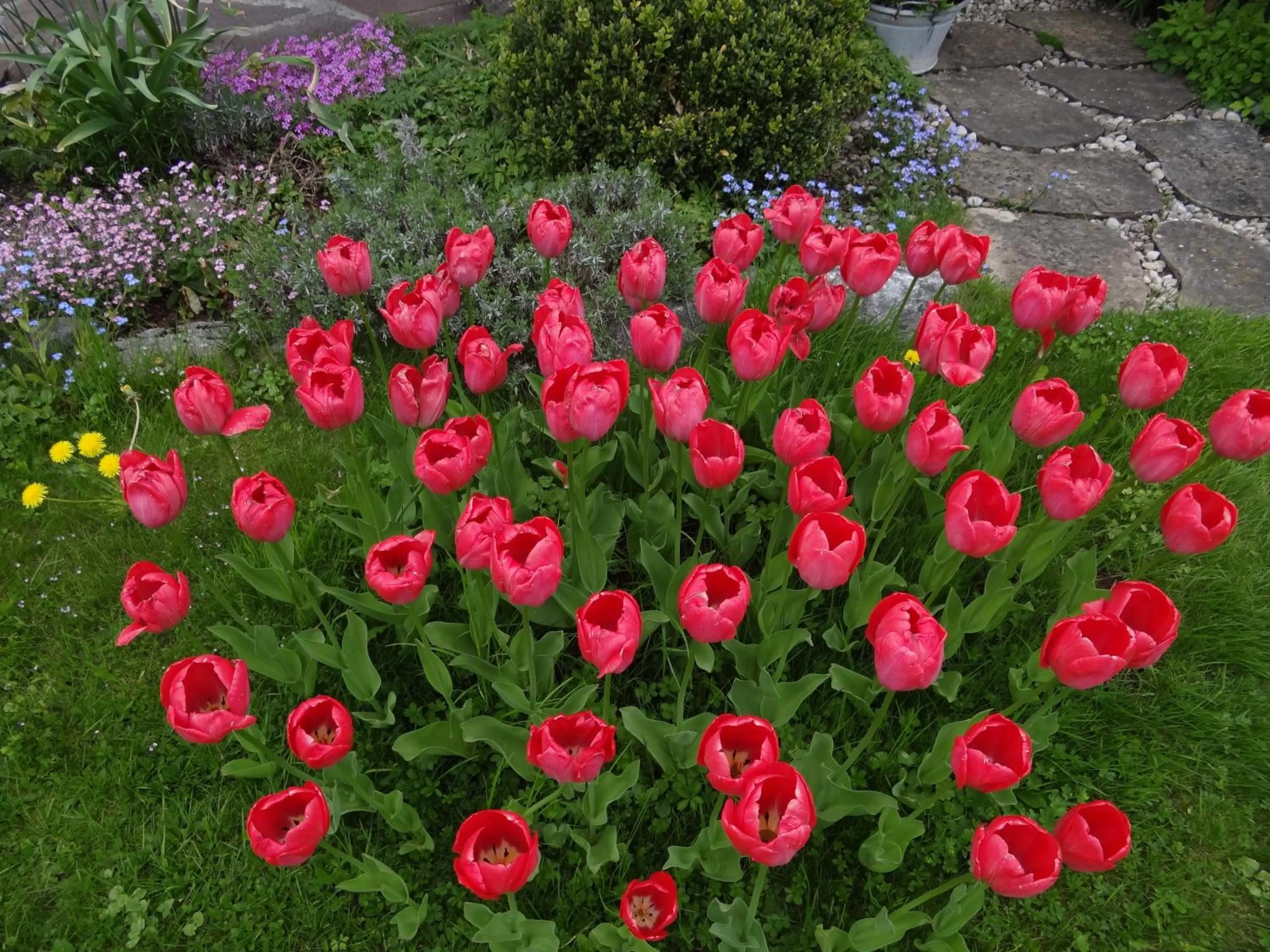 Garden in Gästehaus Bühler