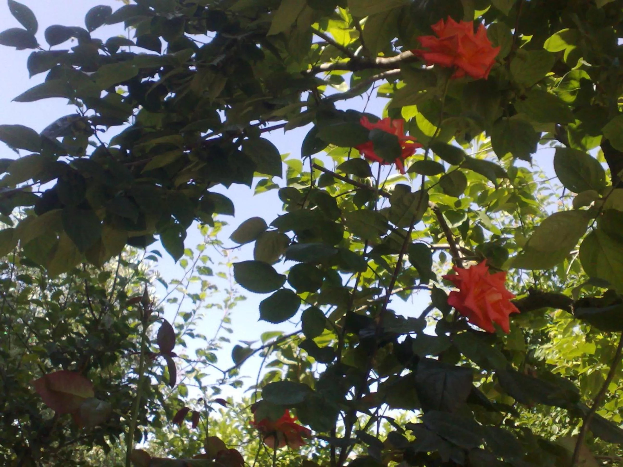 Garden in B&B Il Giardino di Gabri
