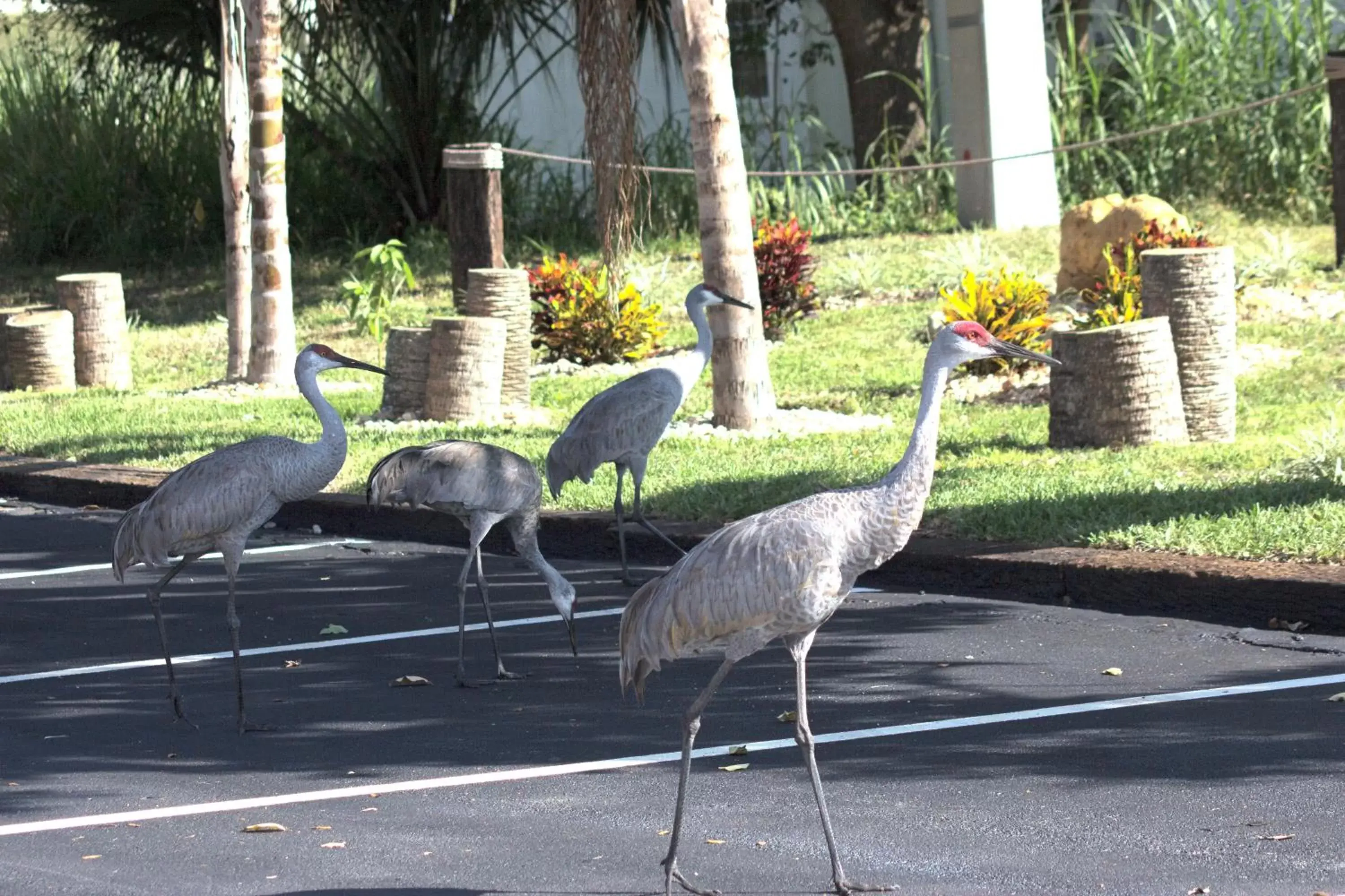 Facade/entrance, Other Animals in At Home Inn - Fort Pierce