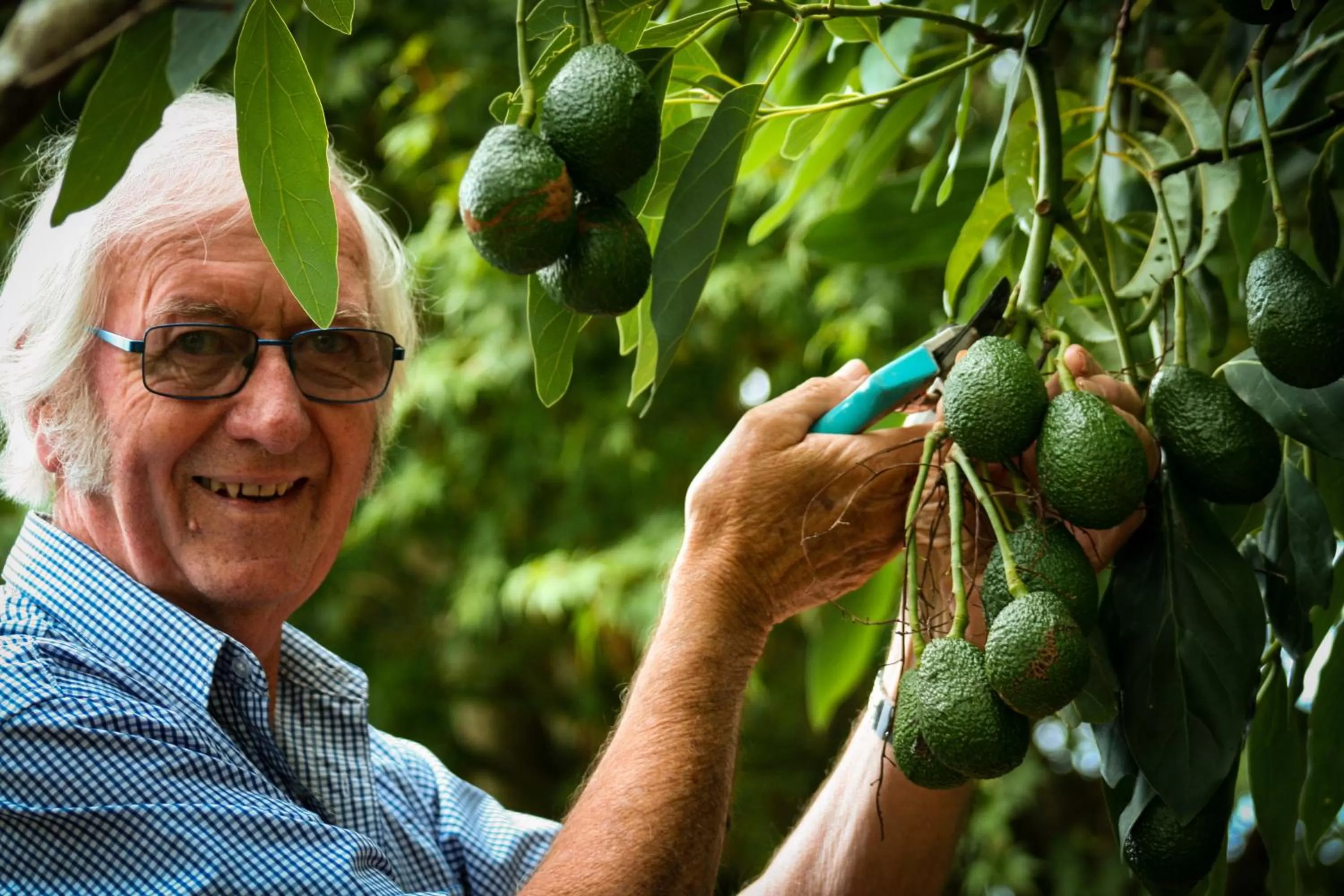 Garden in Paeroa bed and breakfast
