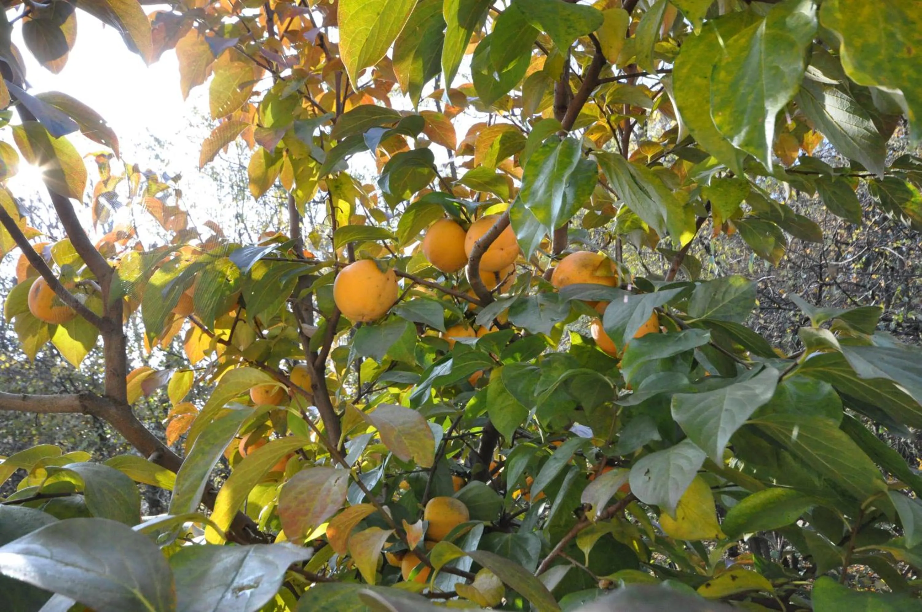 Food and drinks in Impero Hotel Beauty & Spa - Bike Hotel