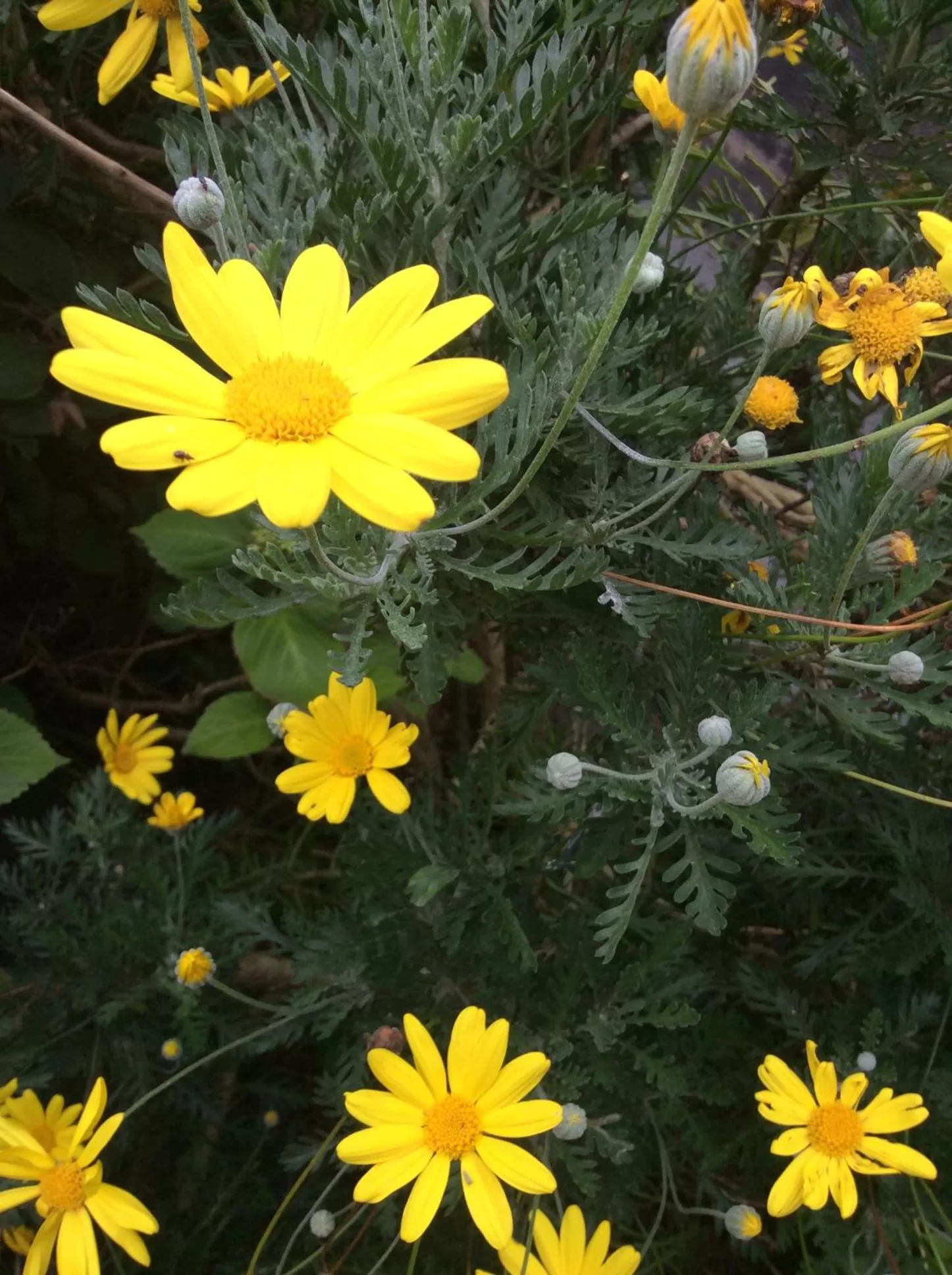 Inglenook Guest House